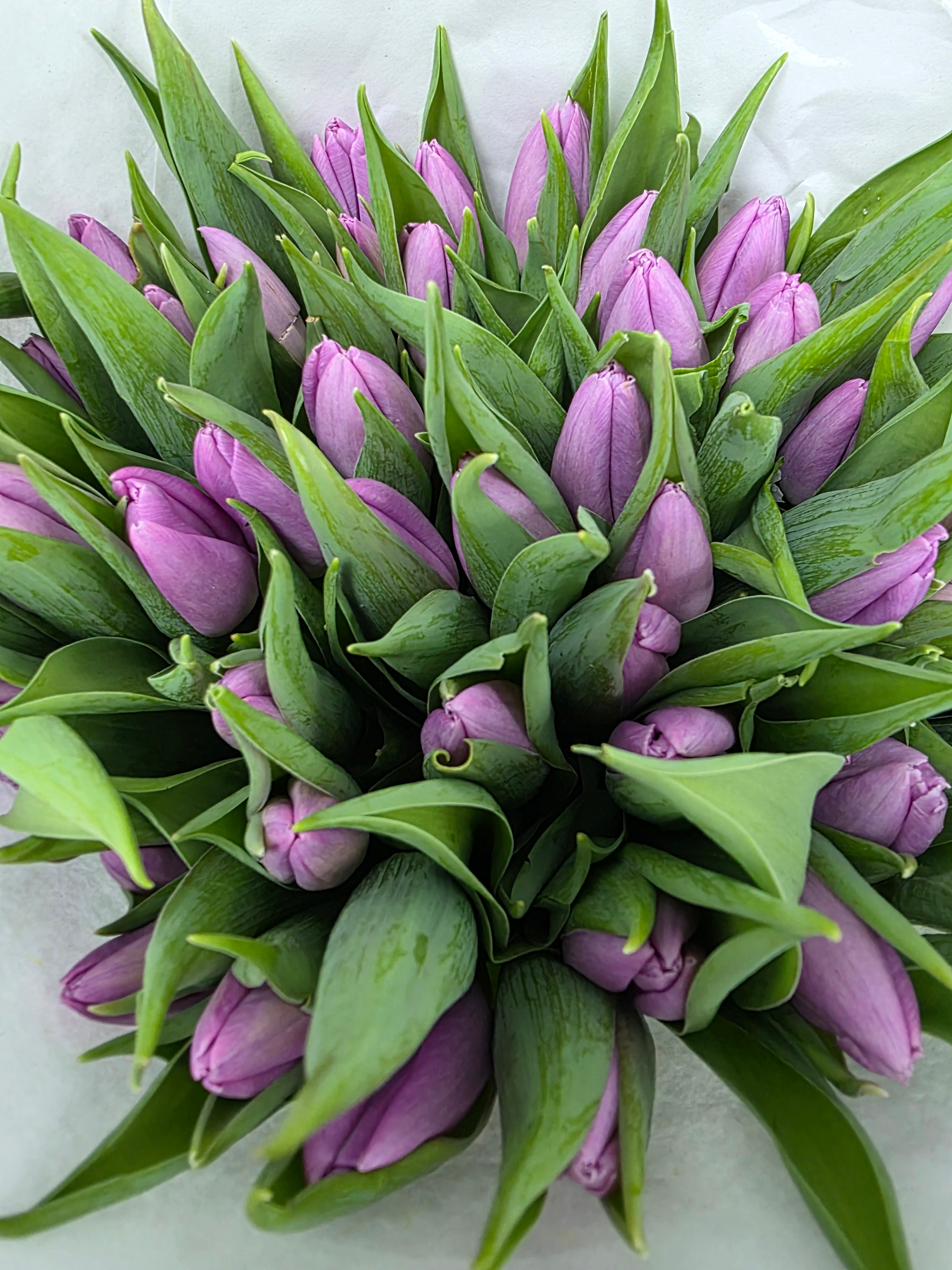 Farm Fresh Tulipa En Candy Prince ( Bunch of 50stems, Length 35cm)