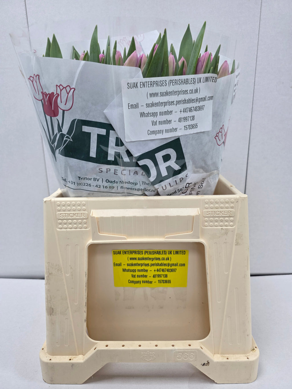 Farm Fresh Tulipa En Jumbo Pink( Bunch of 50stems, Length 40cm)