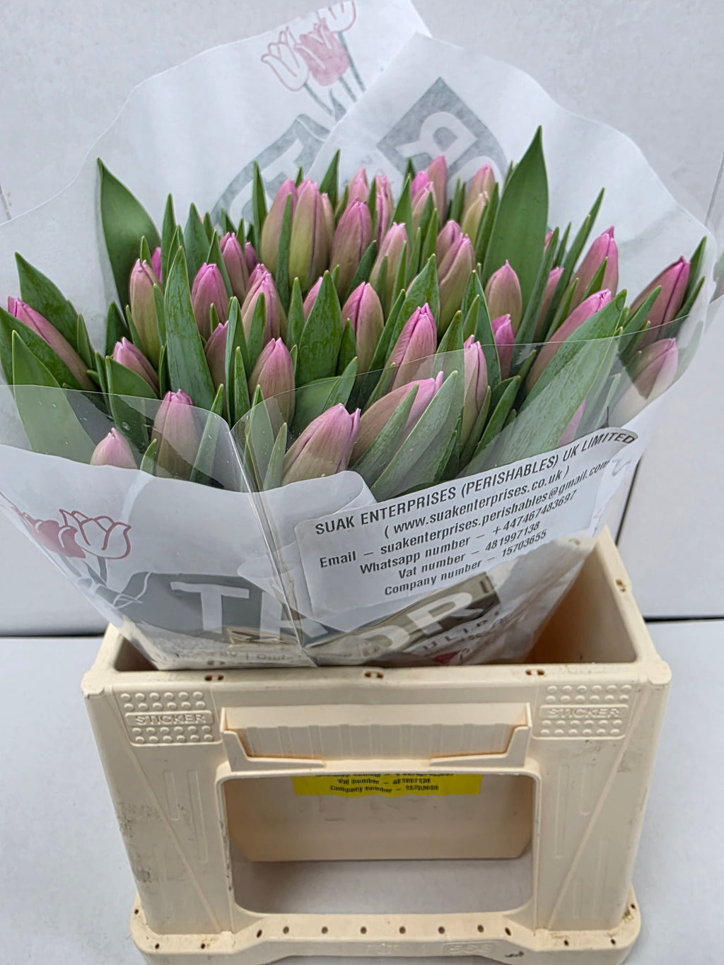 Farm Fresh Tulipa En Jumbo Pink( Bunch of 50stems, Length 40cm)