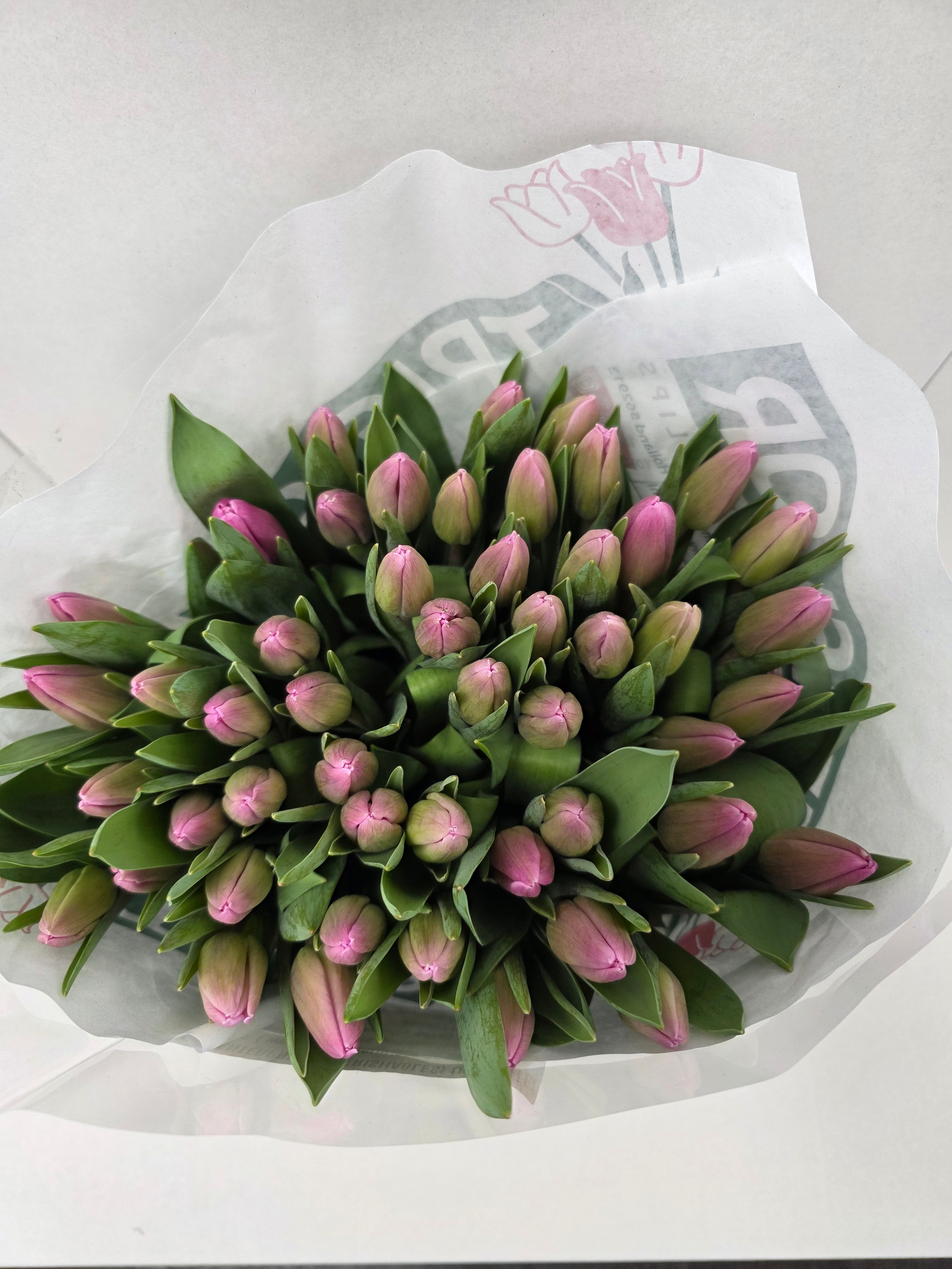 Farm Fresh Tulipa En Jumbo Pink( Bunch of 50stems, Length 40cm)