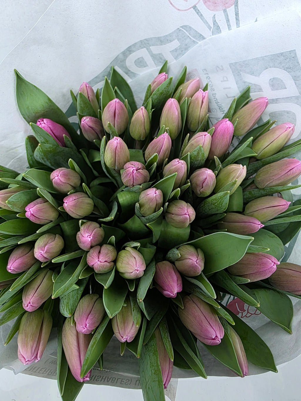 Farm Fresh Tulipa En Jumbo Pink( Bunch of 50stems, Length 40cm)