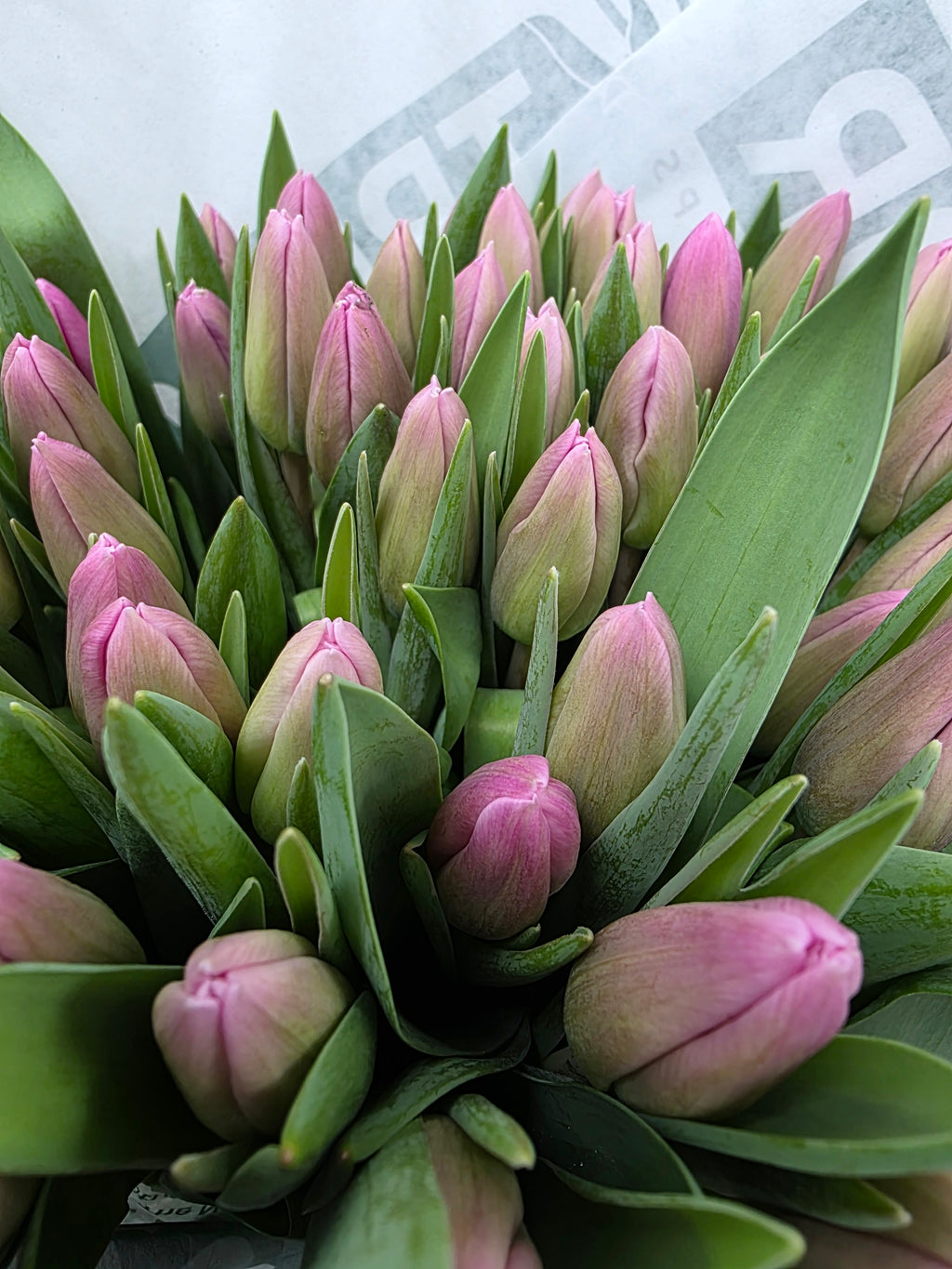 Farm Fresh Tulipa En Jumbo Pink( Bunch of 50stems, Length 40cm)