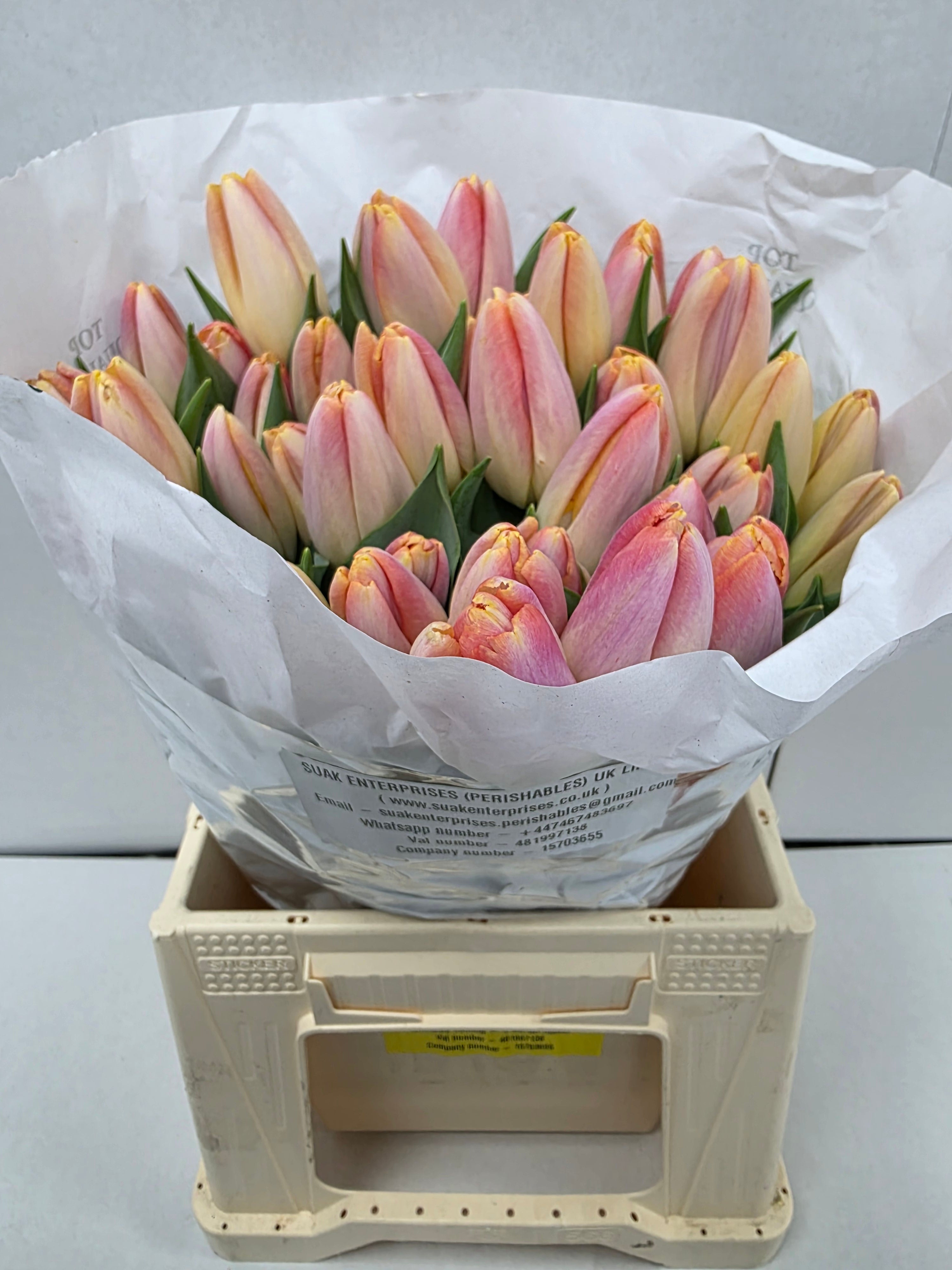 Farm Fresh Tulipa En Kunyun ( Bunch of 50stems, Length 37cm)