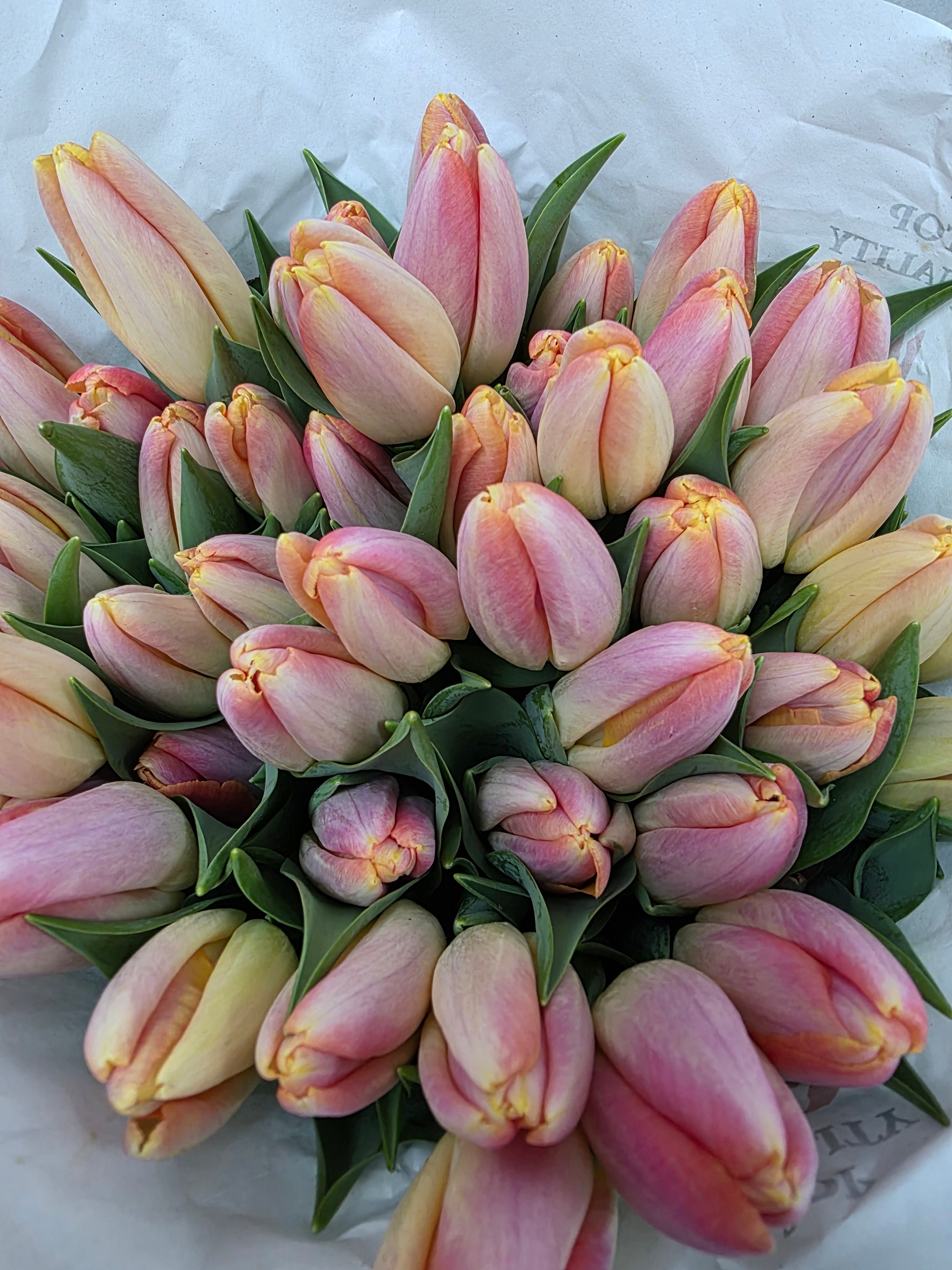 Farm Fresh Tulipa En Kunyun ( Bunch of 50stems, Length 37cm)
