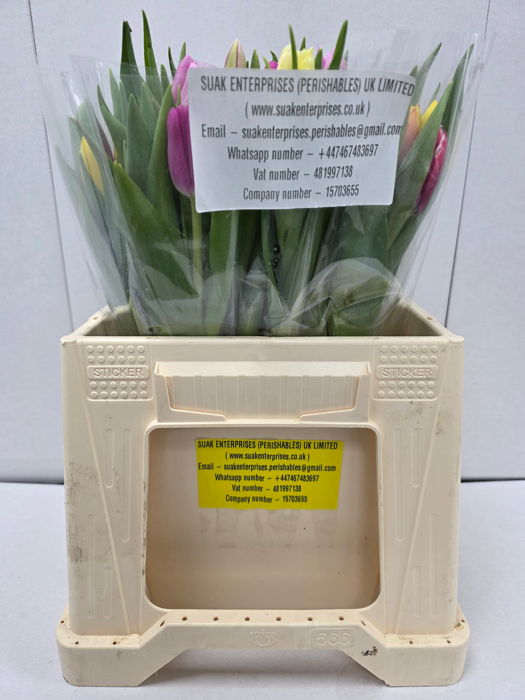 Farm Fresh Tulipa En Mixed in Bunch( Bunch of 50stems, Length 36cm)