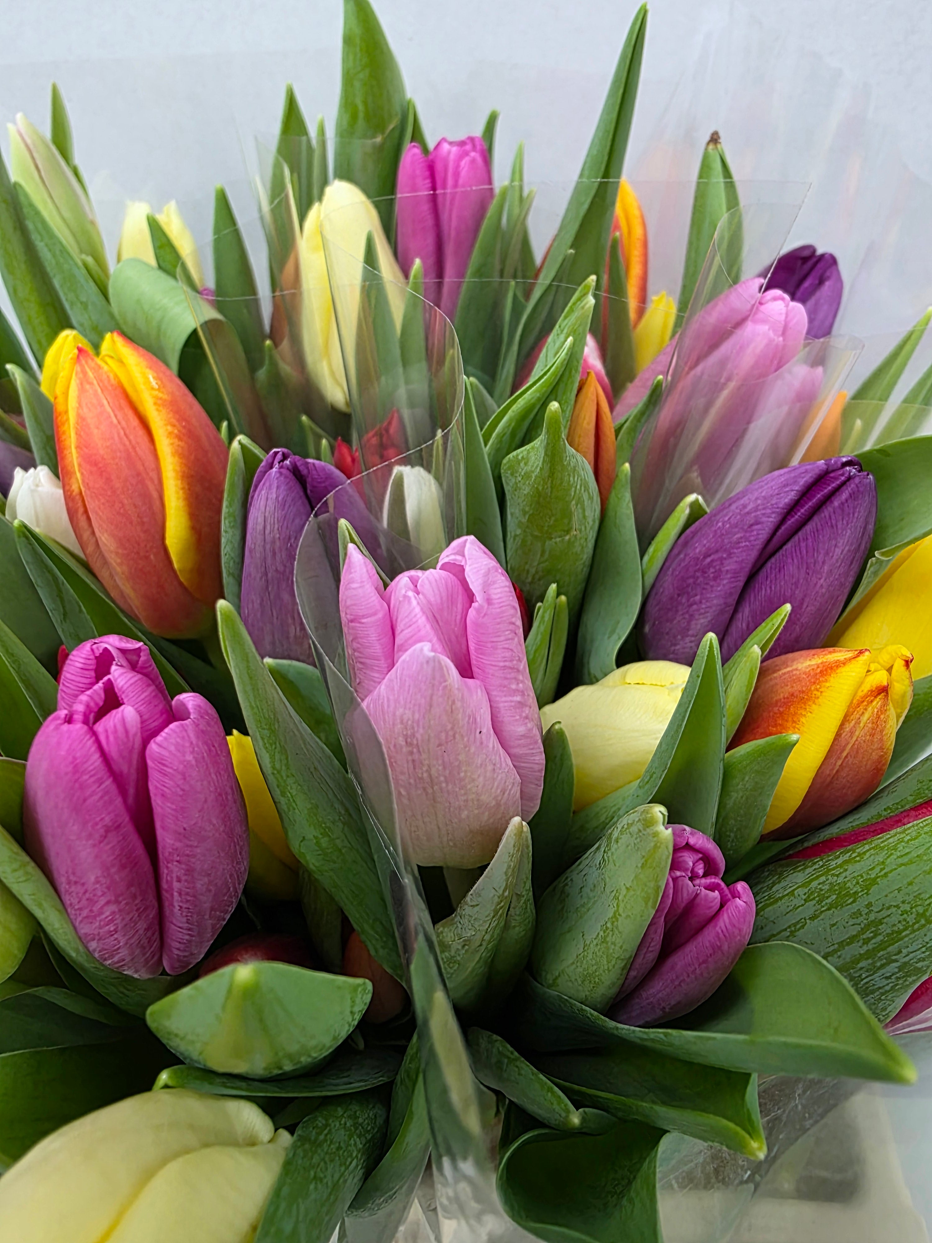 Farm Fresh Tulipa En Mixed in Bunch( Bunch of 50stems, Length 36cm)