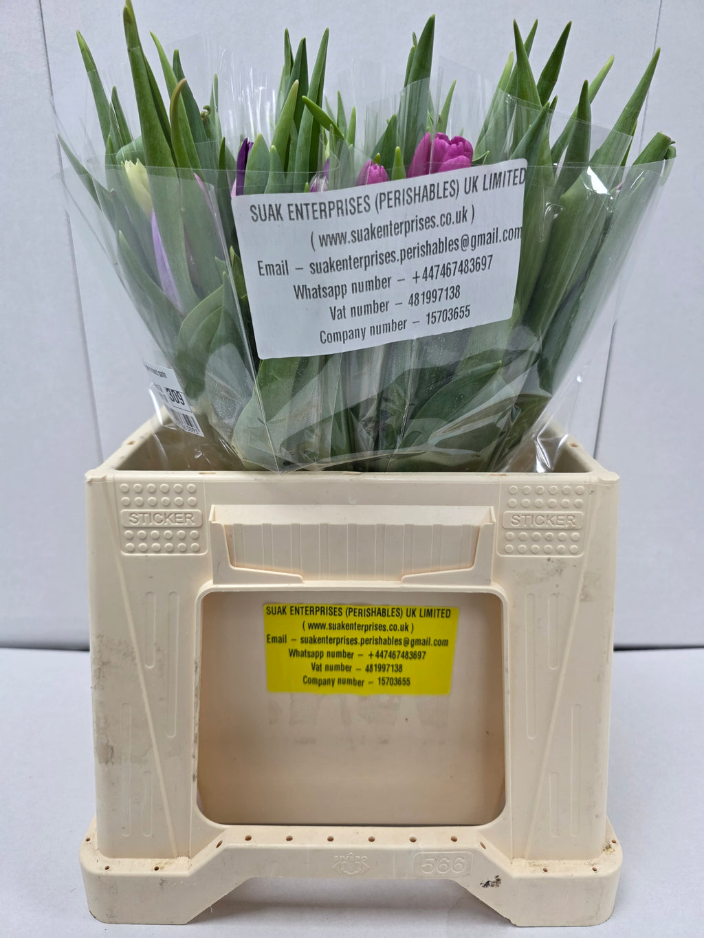 Farm Fresh Tulipa En Mixed Pastel( Bunch of 50stems, Length 36cm)