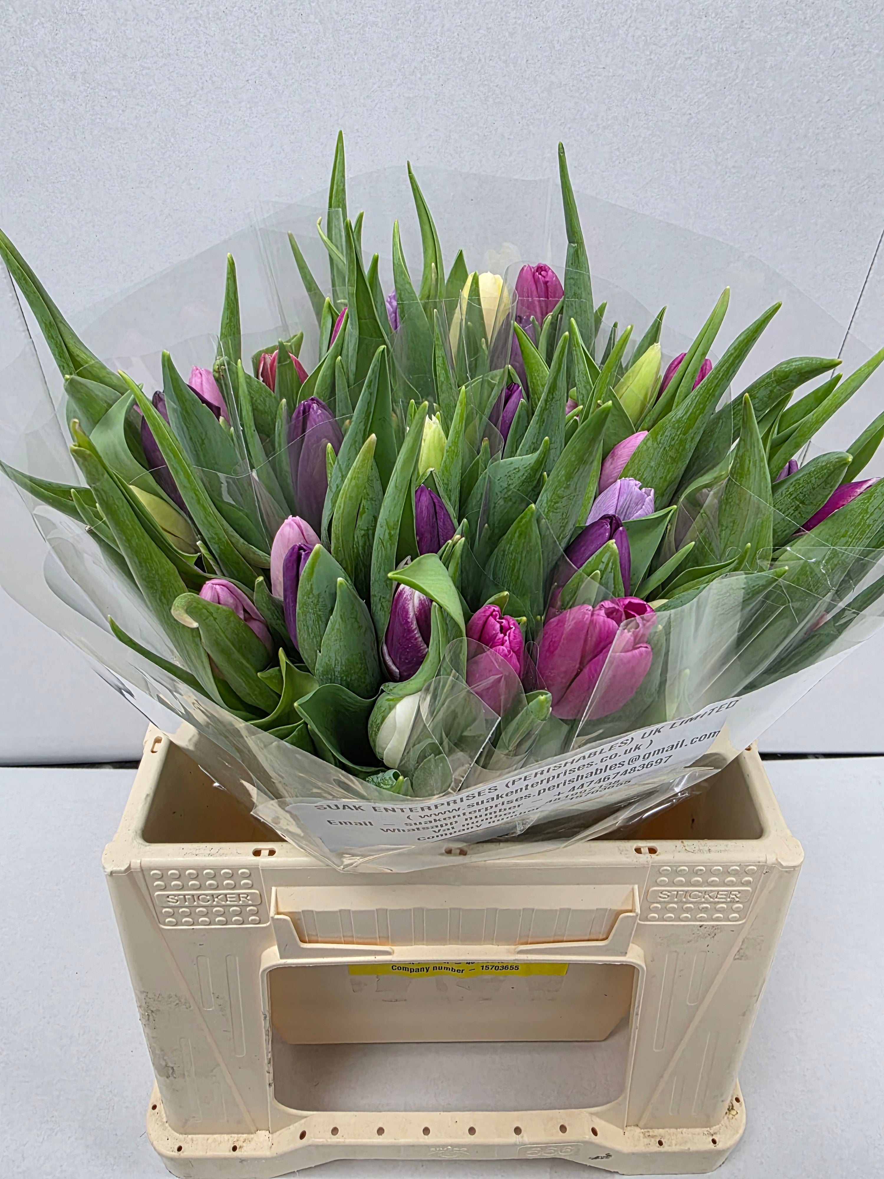 Farm Fresh Tulipa En Mixed Pastel( Bunch of 50stems, Length 36cm)
