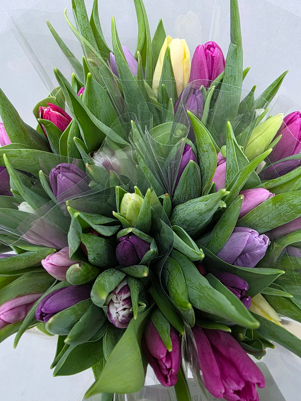 Farm Fresh Tulipa En Mixed Pastel( Bunch of 50stems, Length 36cm)