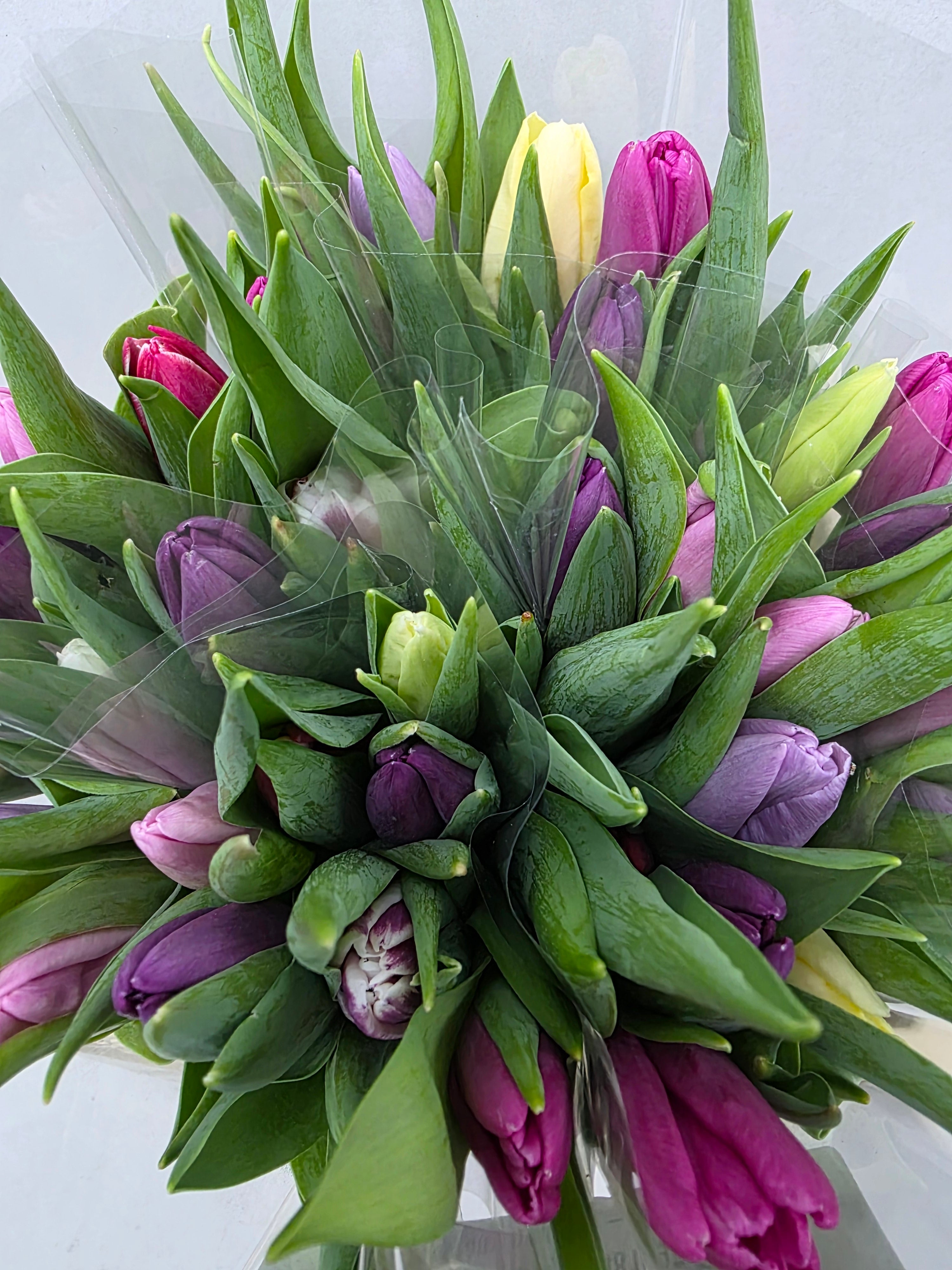 Farm Fresh Tulipa En Mixed Pastel( Bunch of 50stems, Length 36cm)