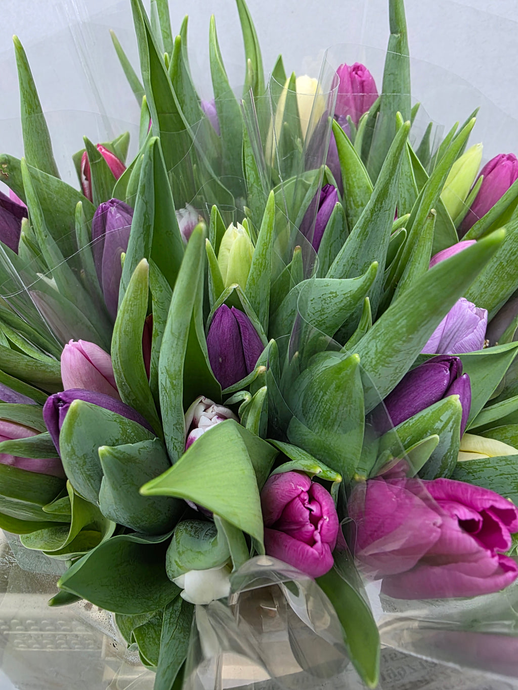 Farm Fresh Tulipa En Mixed Pastel( Bunch of 50stems, Length 36cm)
