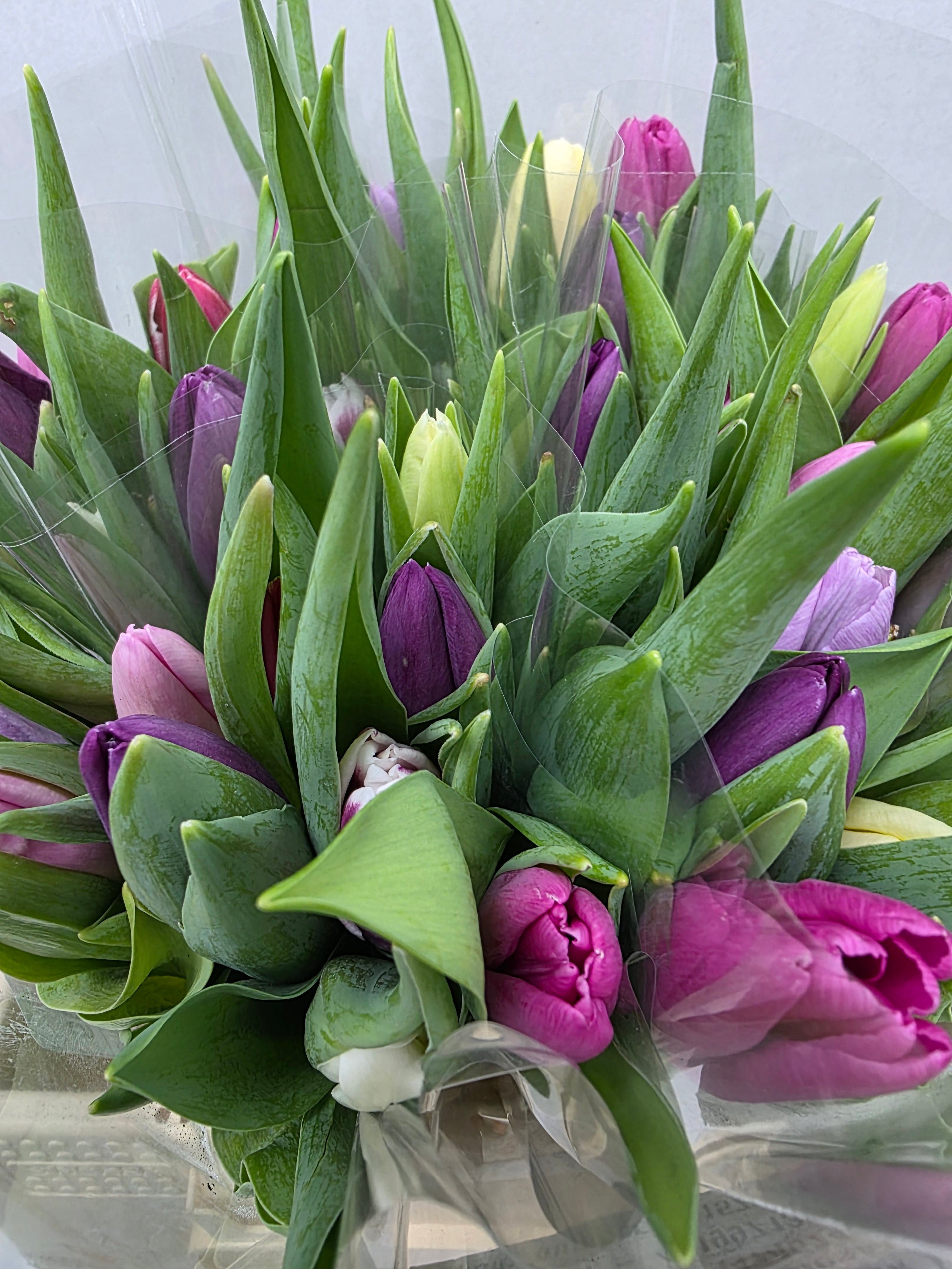 Farm Fresh Tulipa En Mixed Pastel( Bunch of 50stems, Length 36cm)