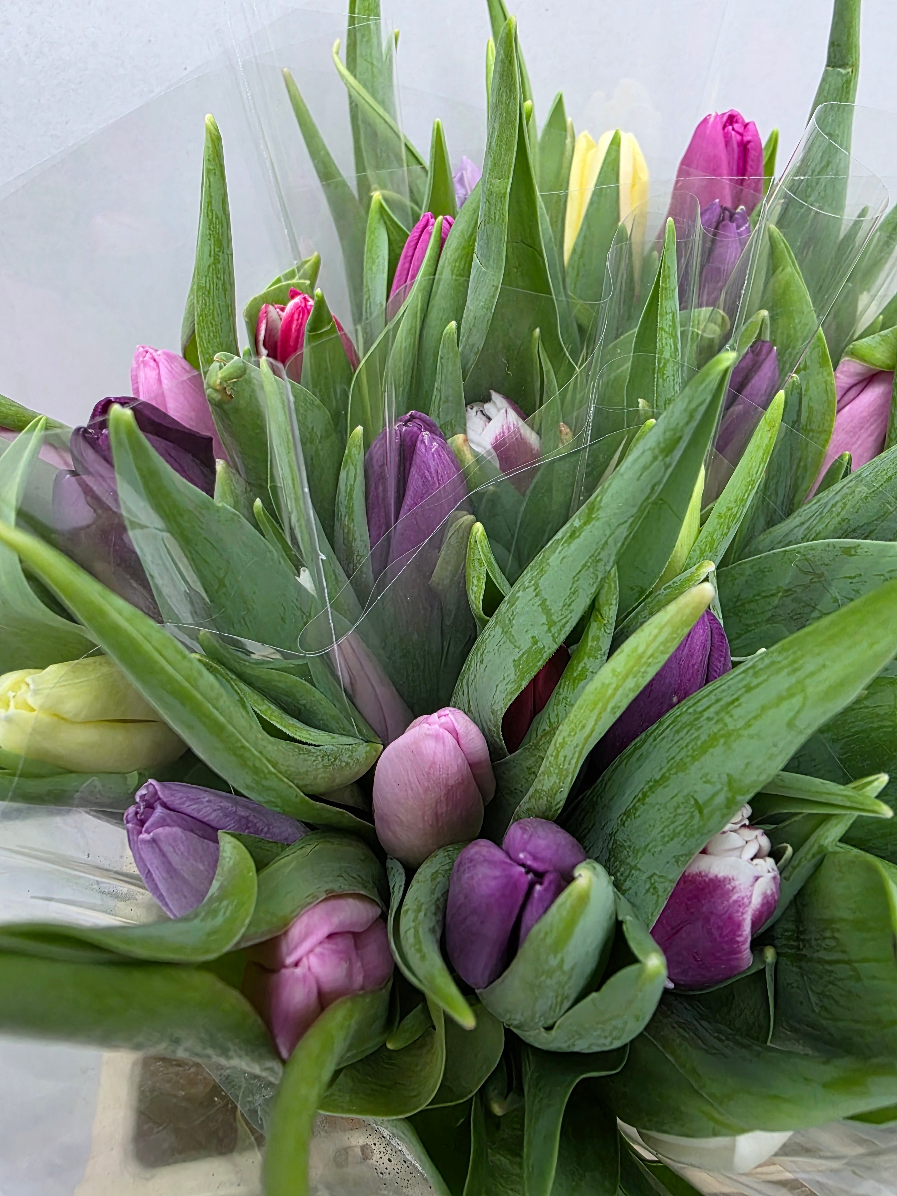 Farm Fresh Tulipa En Mixed Pastel( Bunch of 50stems, Length 36cm)
