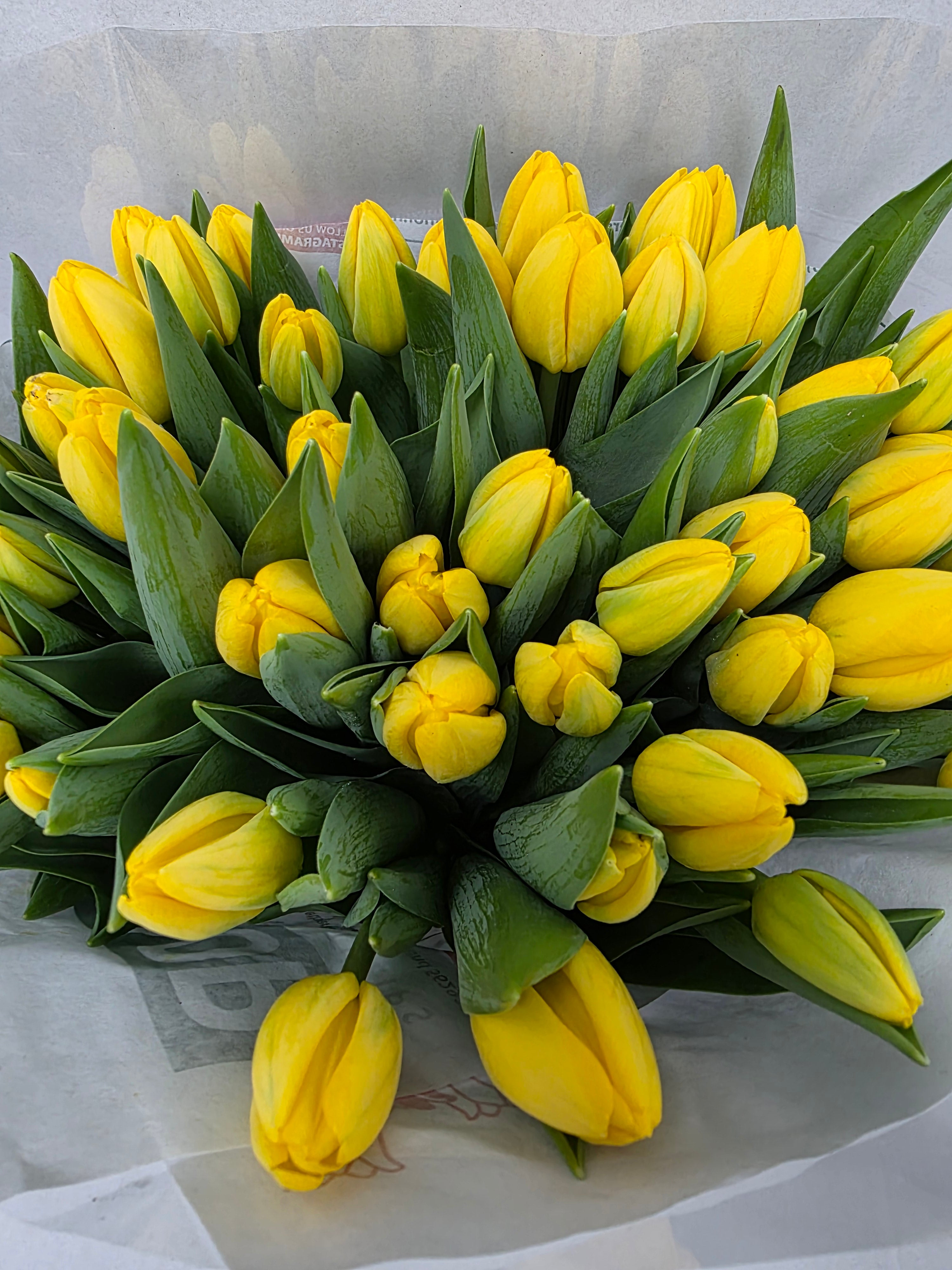 Farm Fresh Tulipa En Novi Sun( Bunch of 50stems, Length 40cm)