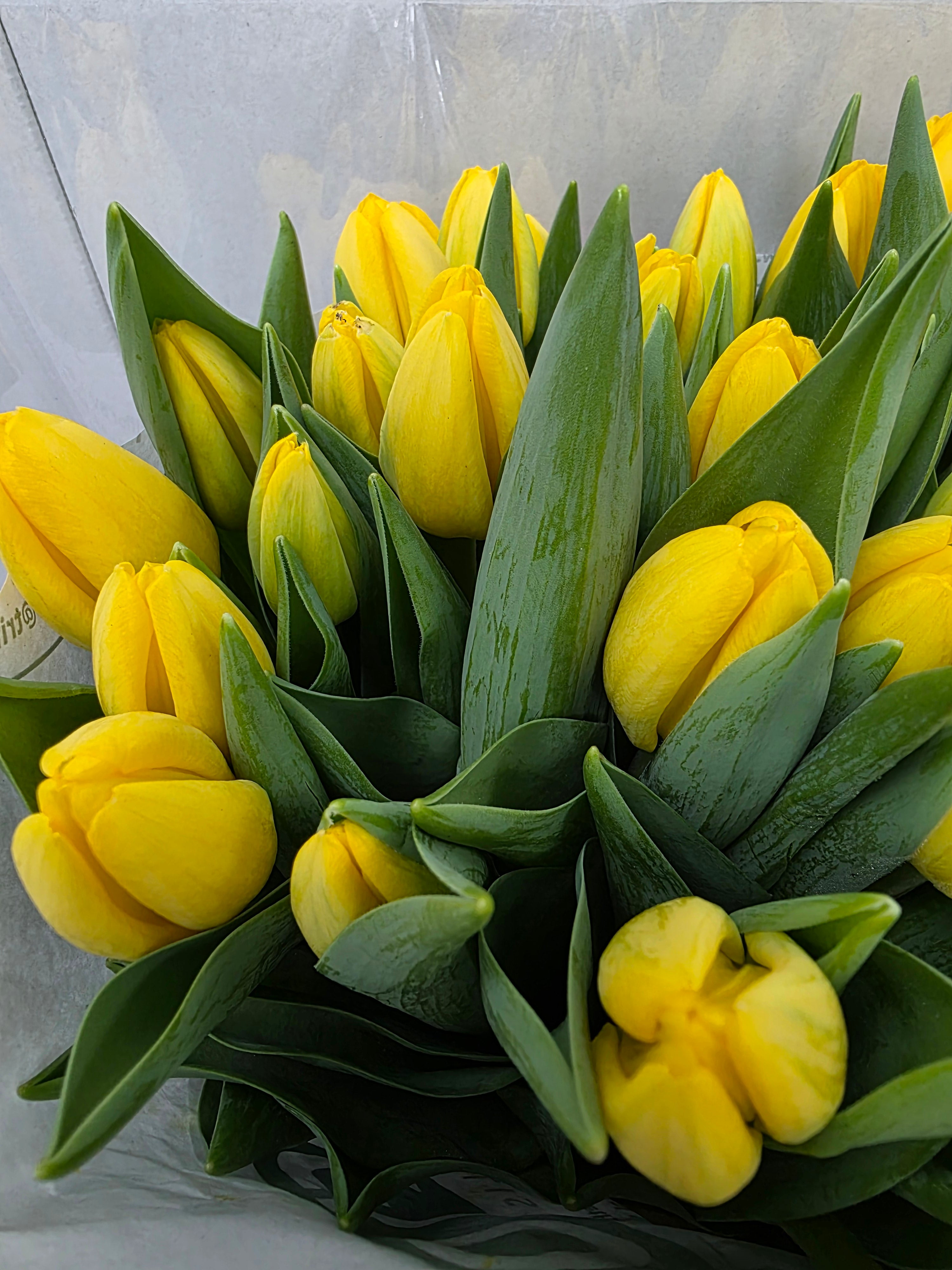 Farm Fresh Tulipa En Novi Sun( Bunch of 50stems, Length 40cm)