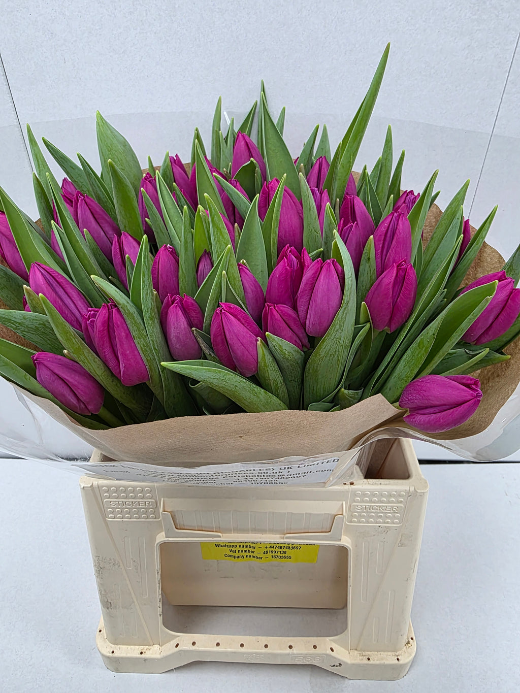 Farm Fresh Tulipa En Pink Ardour( Bunch of 50stems, Length 40cm)