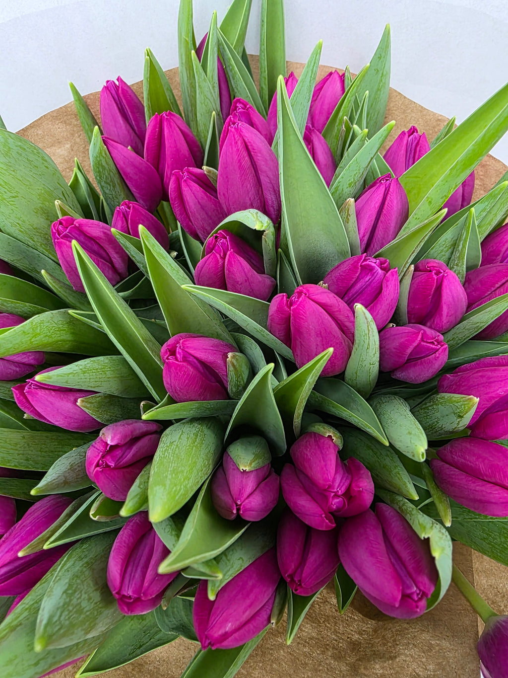 Farm Fresh Tulipa En Pink Ardour( Bunch of 50stems, Length 40cm)