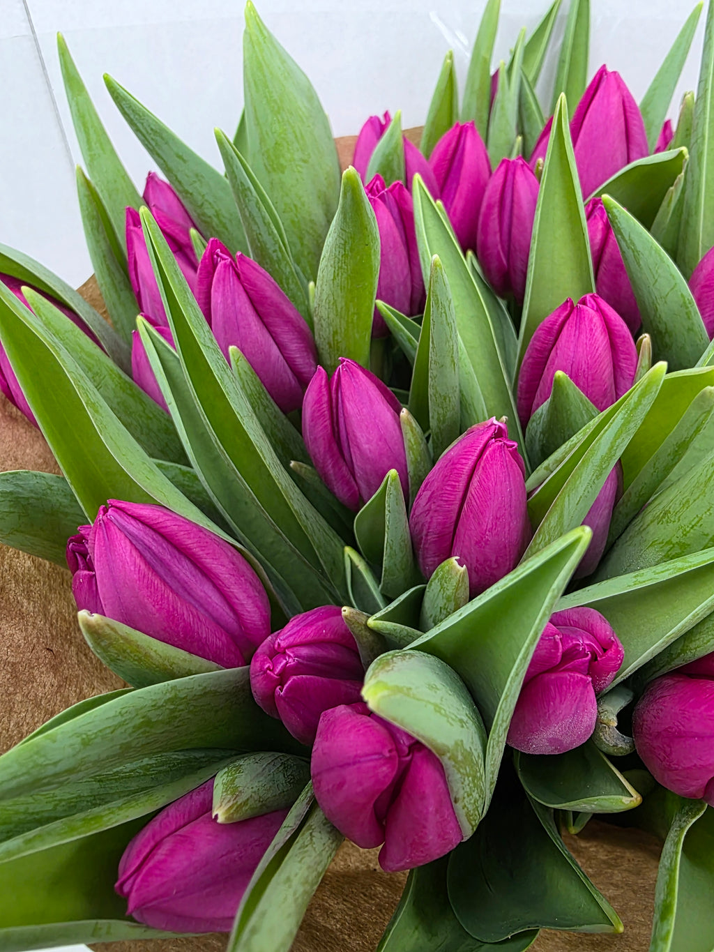 Farm Fresh Tulipa En Pink Ardour( Bunch of 50stems, Length 40cm)