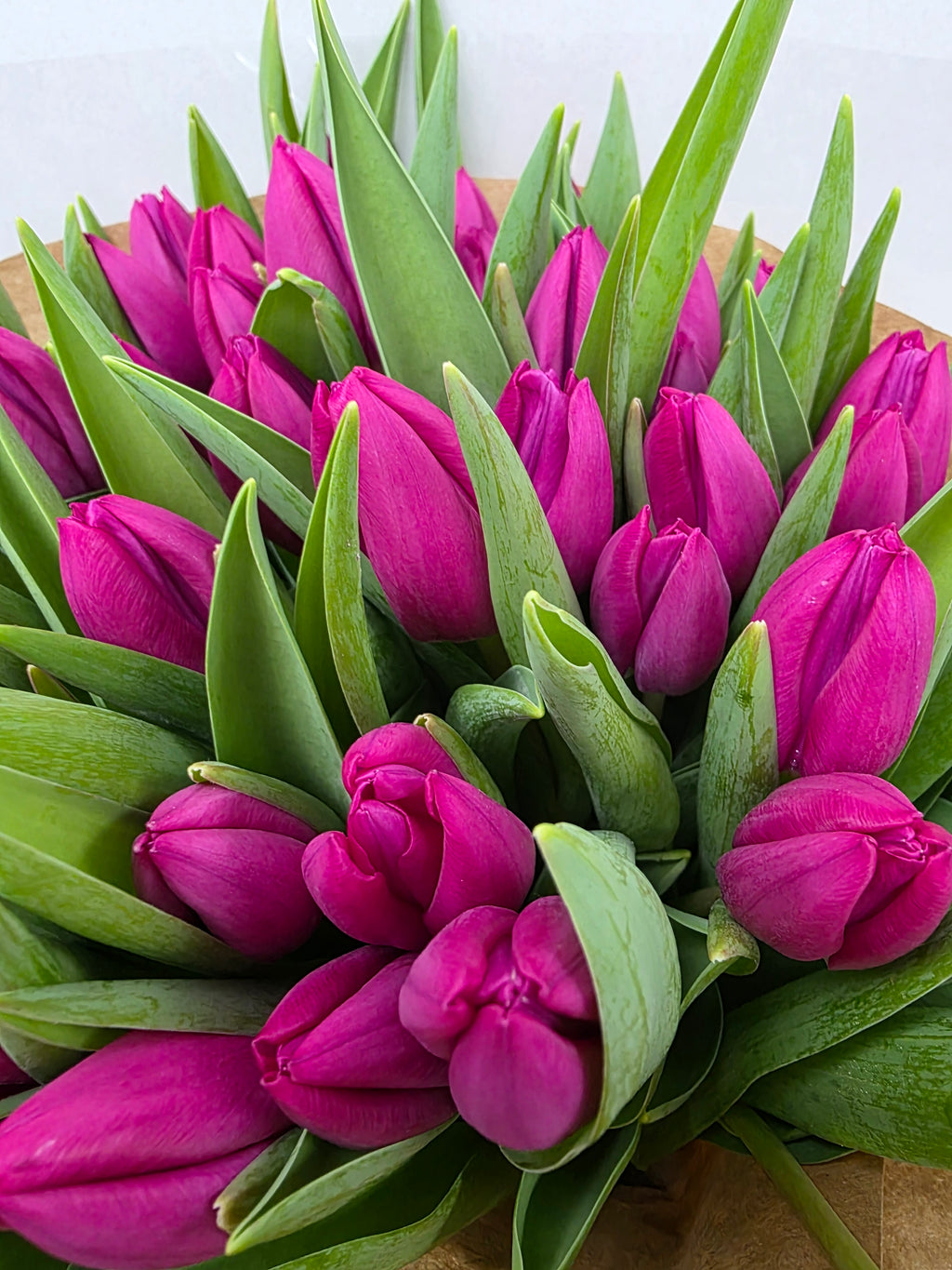 Farm Fresh Tulipa En Pink Ardour( Bunch of 50stems, Length 40cm)