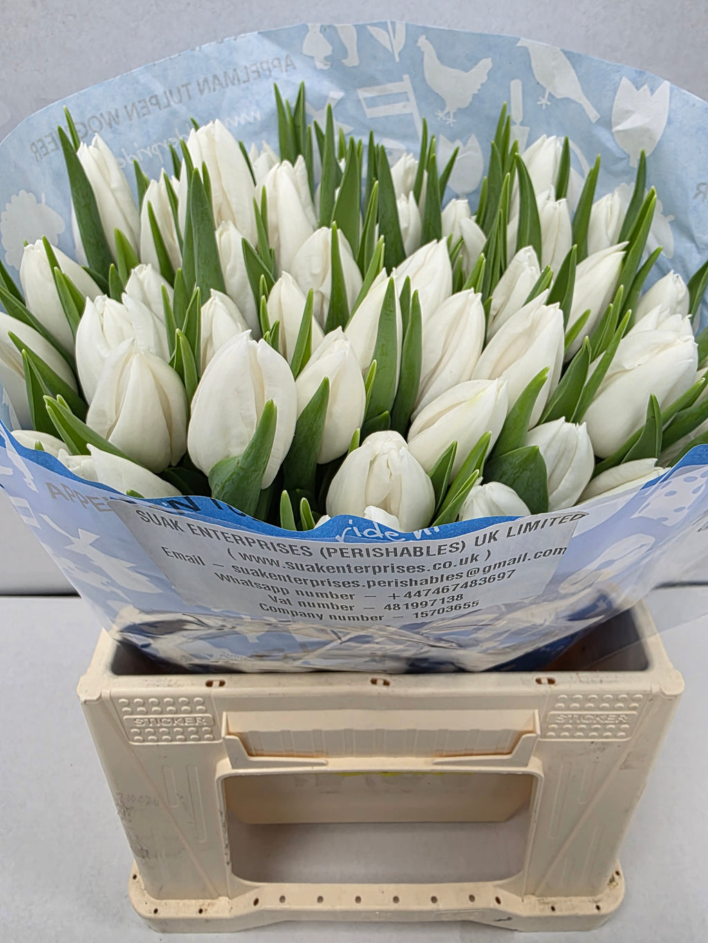 Farm Fresh Tulipa En Polar Bear( Bunch of 50stems, Length 36cm)