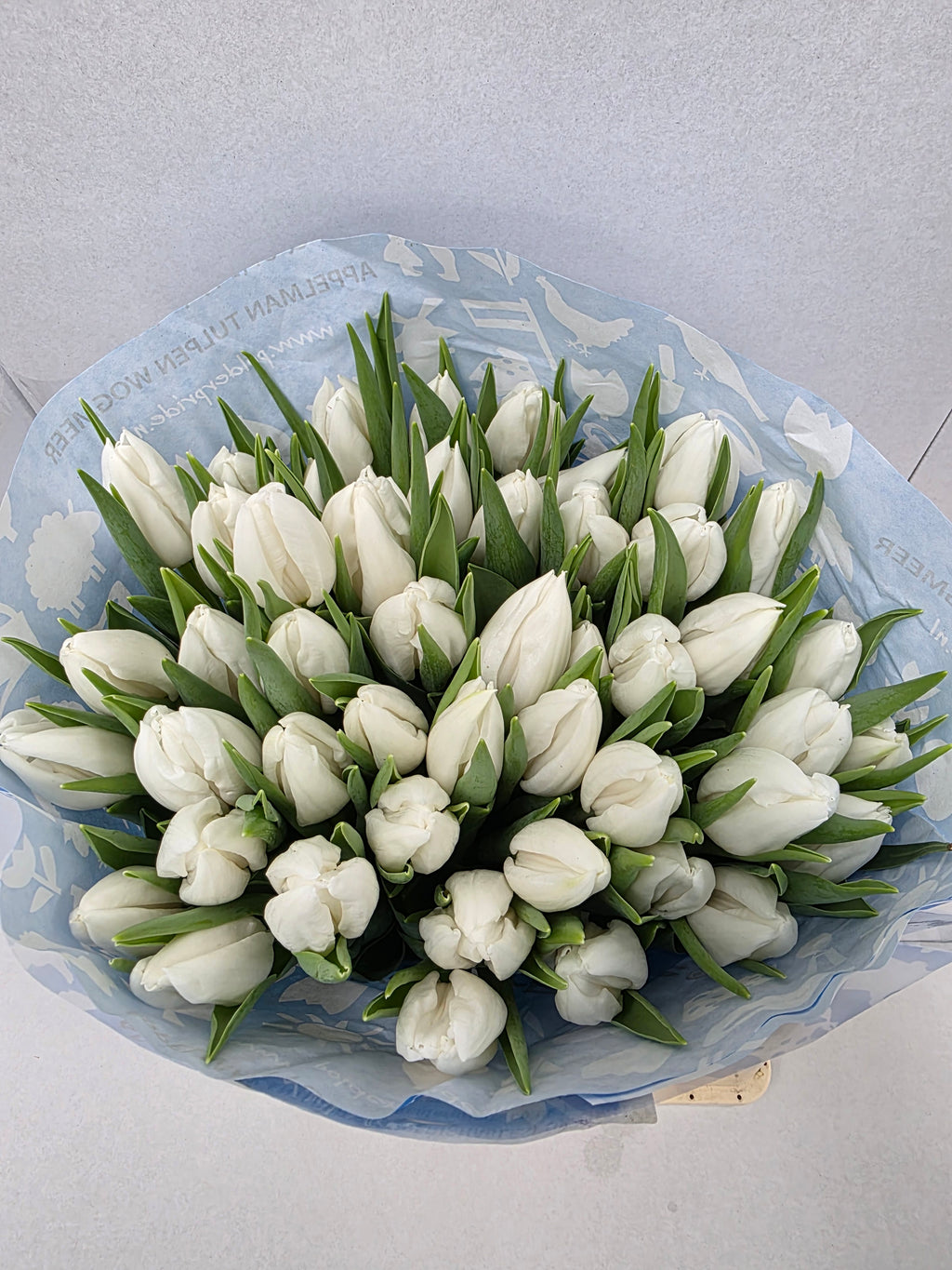 Farm Fresh Tulipa En Polar Bear( Bunch of 50stems, Length 36cm)