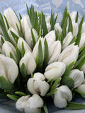 Farm Fresh Tulipa En Polar Bear( Bunch of 50stems, Length 36cm)