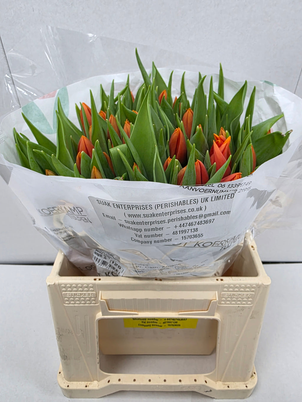 Farm Fresh Tulipa En Prinses Catharina Amalia( Bunch of 50stems, Length 35cm)