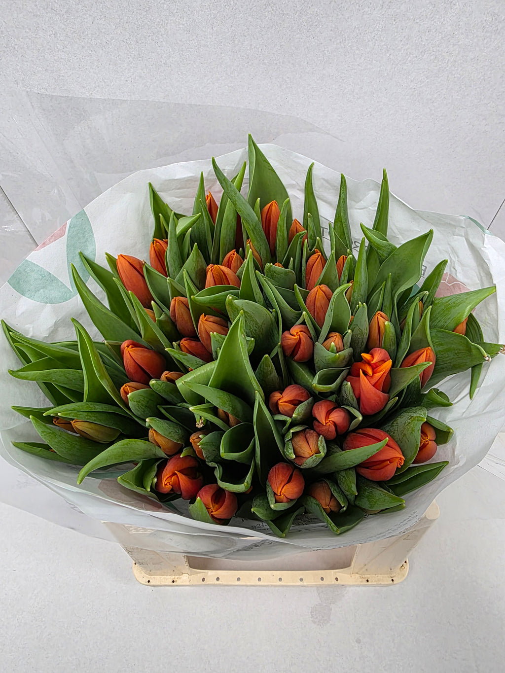 Farm Fresh Tulipa En Prinses Catharina Amalia( Bunch of 50stems, Length 35cm)