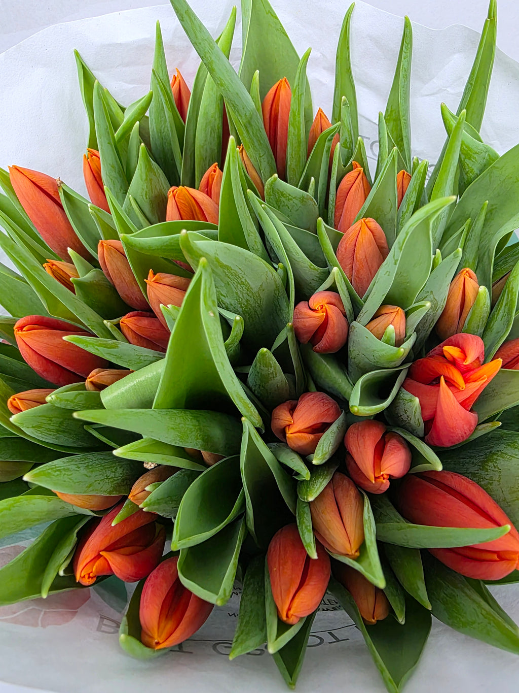 Farm Fresh Tulipa En Prinses Catharina Amalia( Bunch of 50stems, Length 35cm)