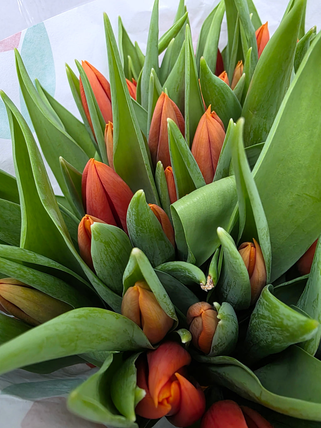 Farm Fresh Tulipa En Prinses Catharina Amalia( Bunch of 50stems, Length 35cm)
