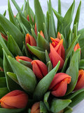 Farm Fresh Tulipa En Prinses Catharina Amalia( Bunch of 50stems, Length 35cm)