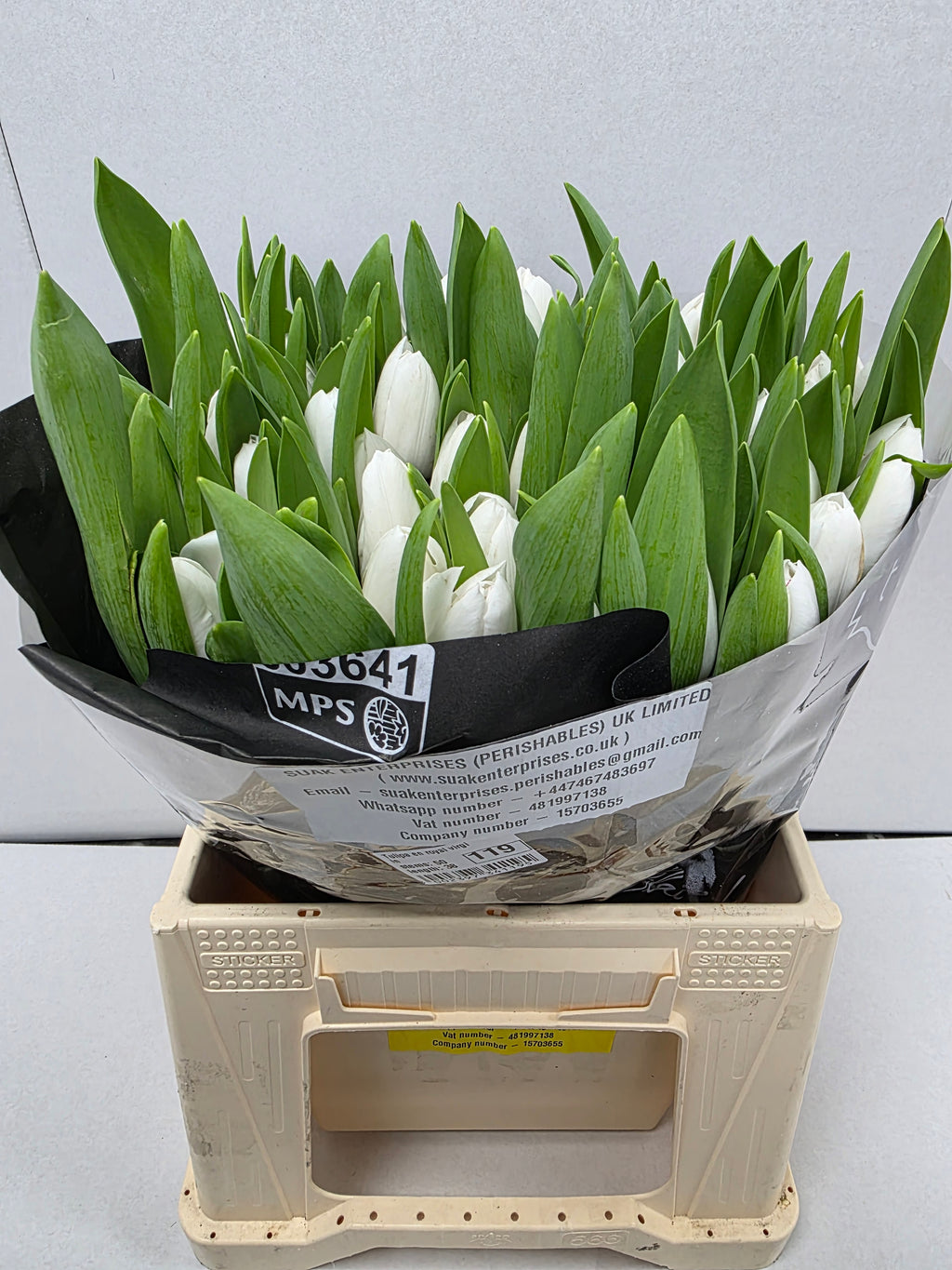 Farm Fresh Tulipa En Royal virgin( Bunch of 50stems, Length 38cm)