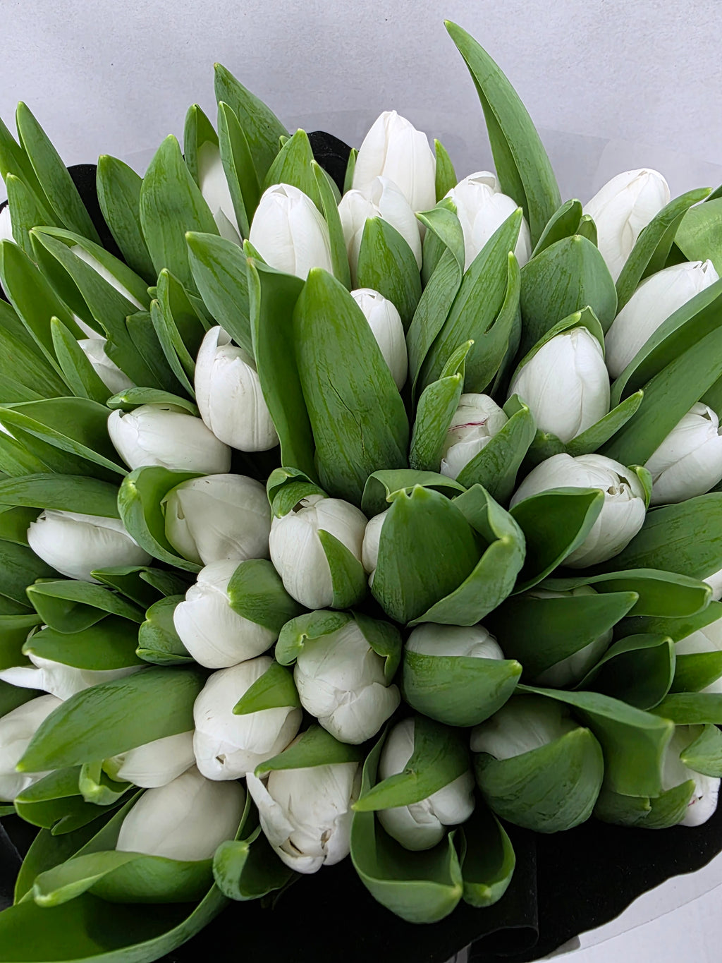 Farm Fresh Tulipa En Royal virgin( Bunch of 50stems, Length 38cm)