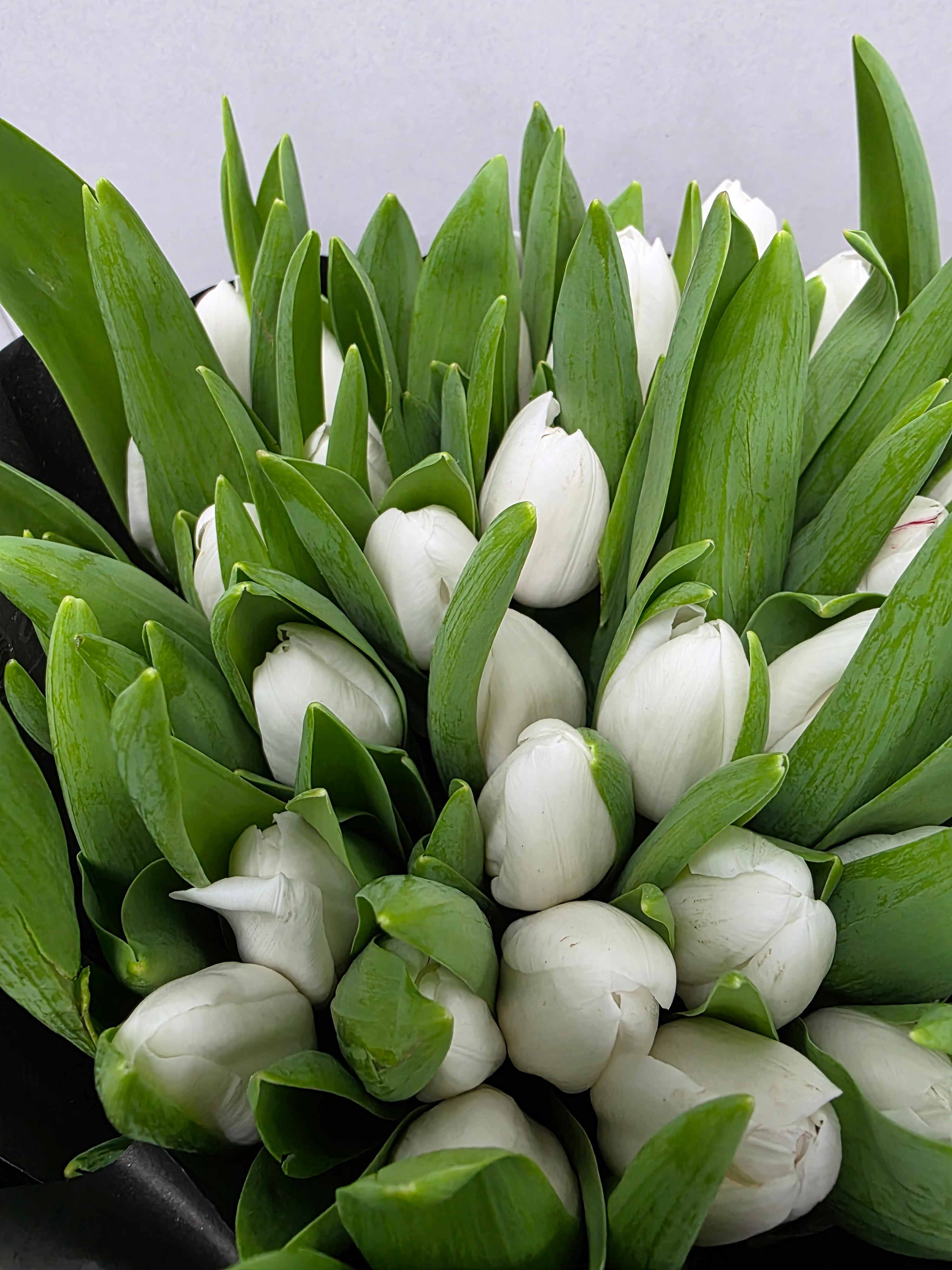 Farm Fresh Tulipa En Royal virgin( Bunch of 50stems, Length 38cm)
