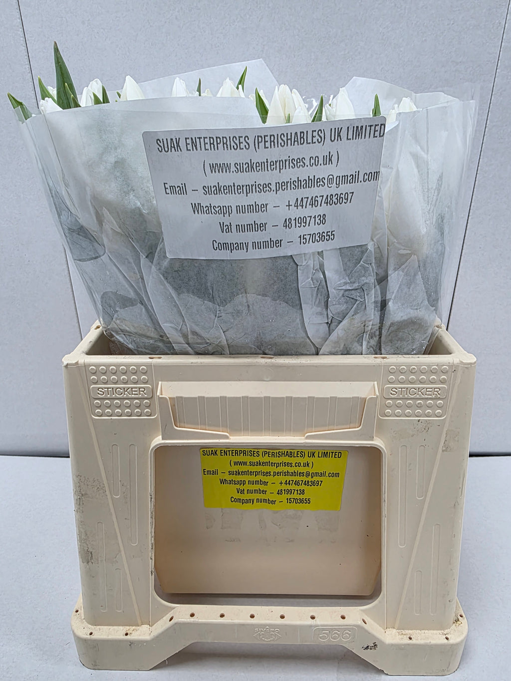 Farm Fresh Tulipa En White Prince(Bunch of 50stems, Length 36cm)
