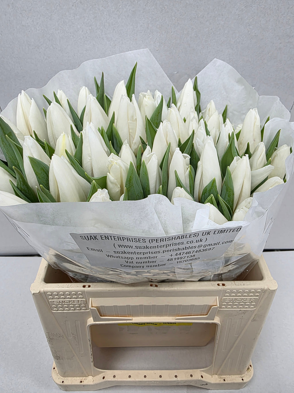 Farm Fresh Tulipa En White Prince(Bunch of 50stems, Length 36cm)