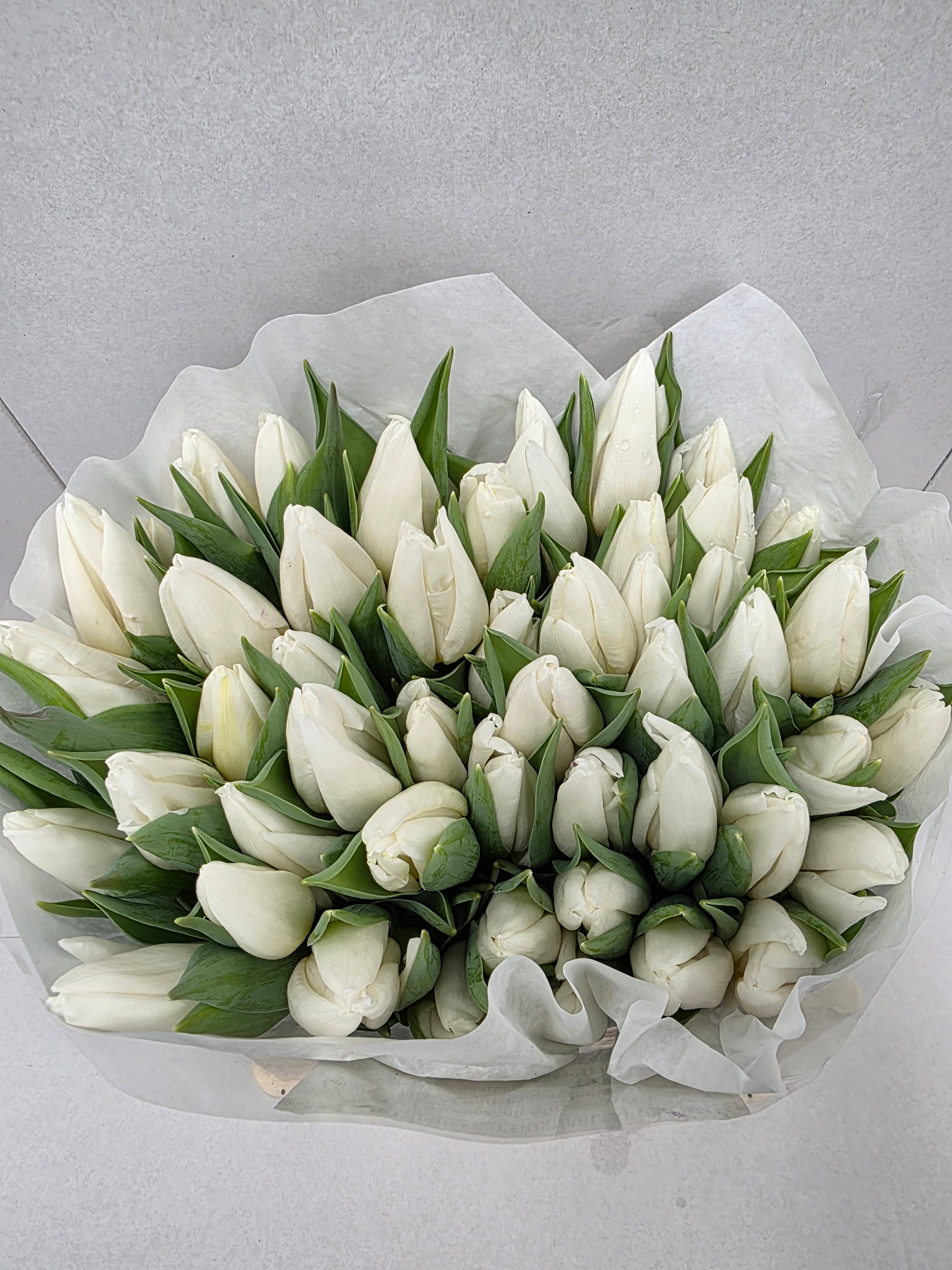 Farm Fresh Tulipa En White Prince(Bunch of 50stems, Length 36cm)