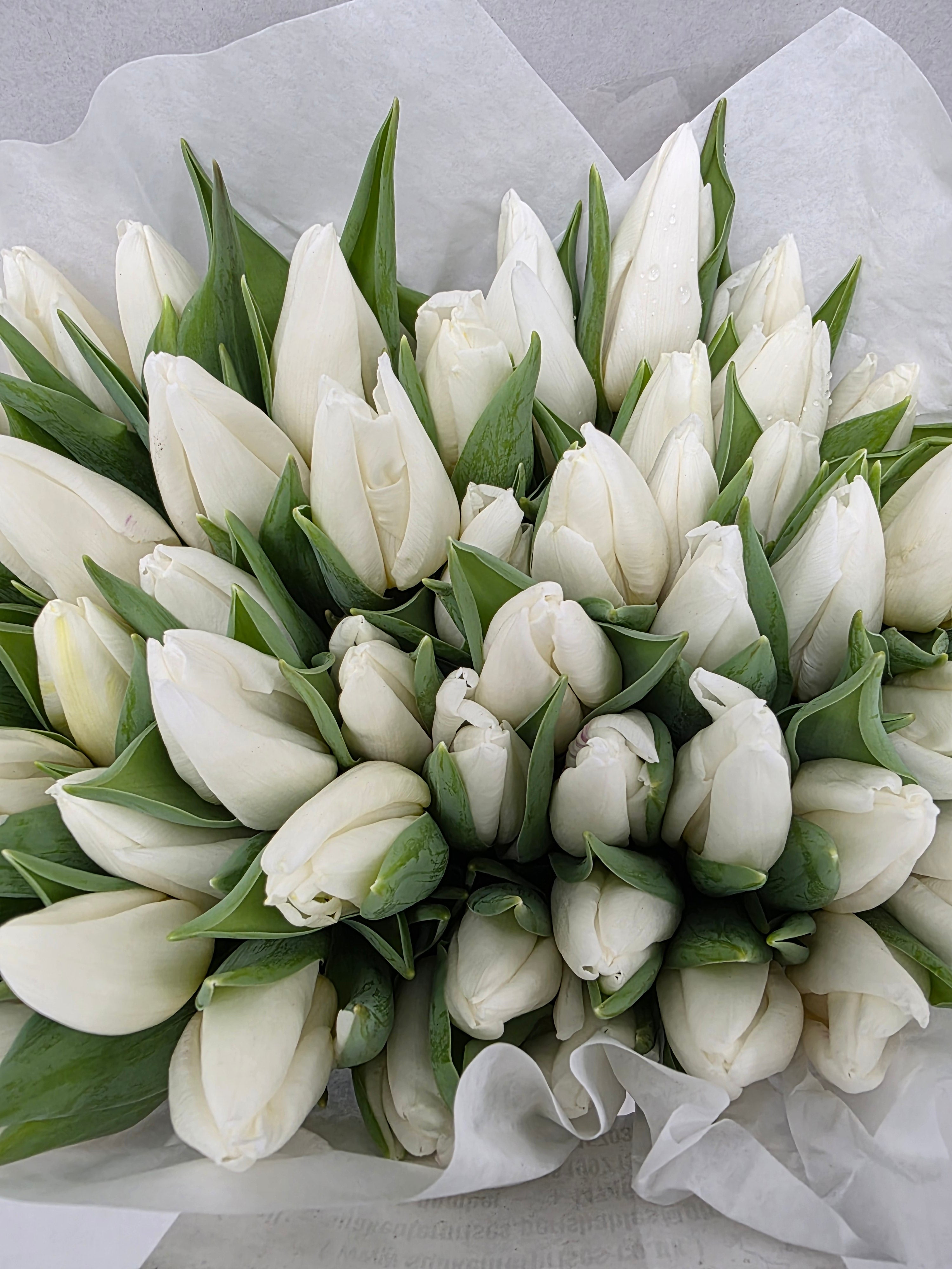Farm Fresh Tulipa En White Prince(Bunch of 50stems, Length 36cm)