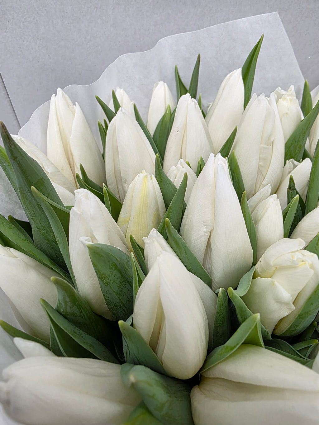 Farm Fresh Tulipa En White Prince(Bunch of 50stems, Length 36cm)