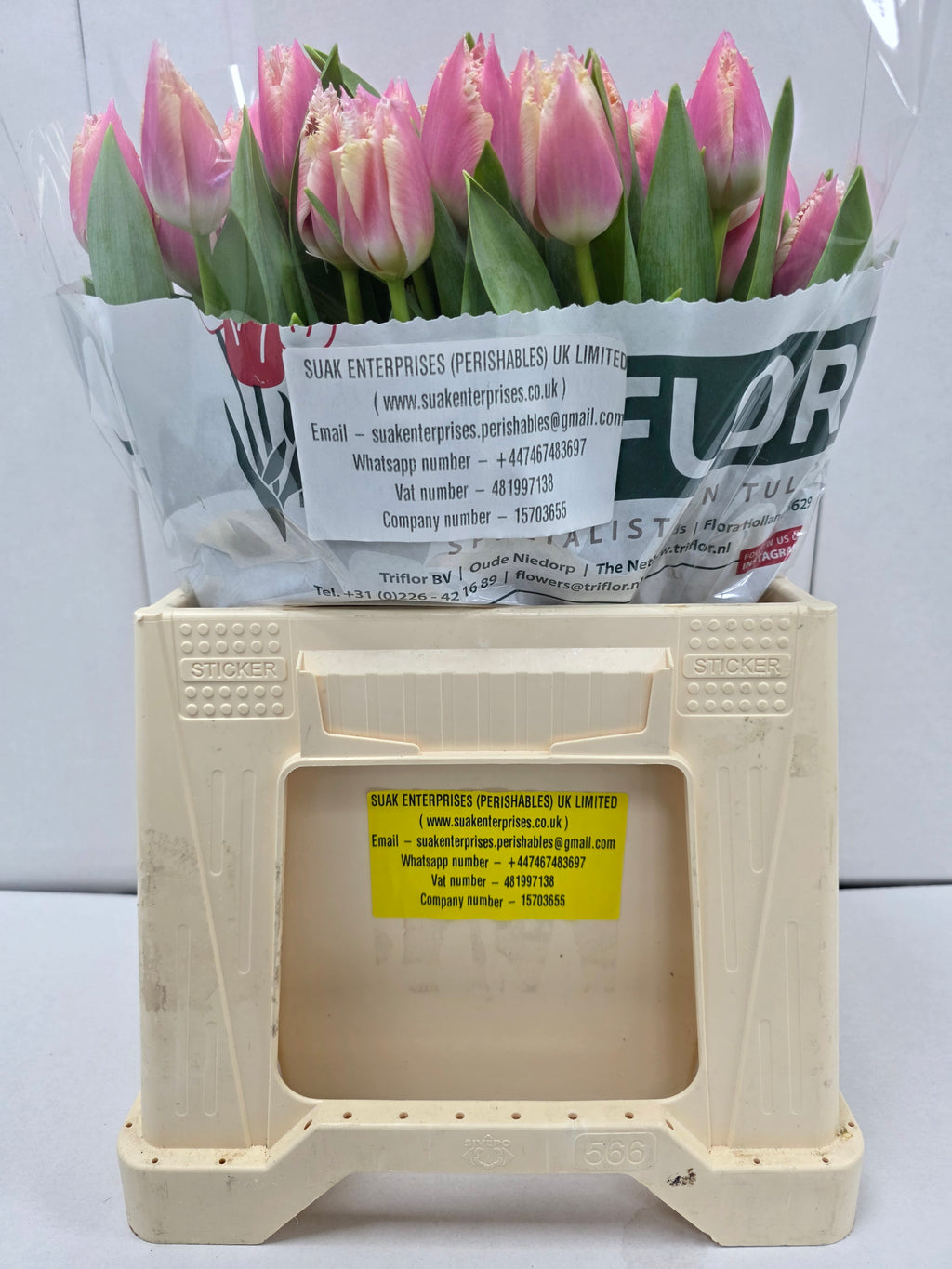 Farm Fresh Tulipa Fr Bell Song (Bunch of 50stems, Length 37cm)