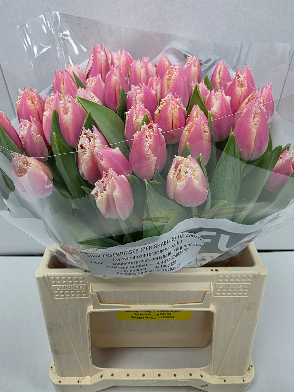Farm Fresh Tulipa Fr Bell Song (Bunch of 50stems, Length 37cm)