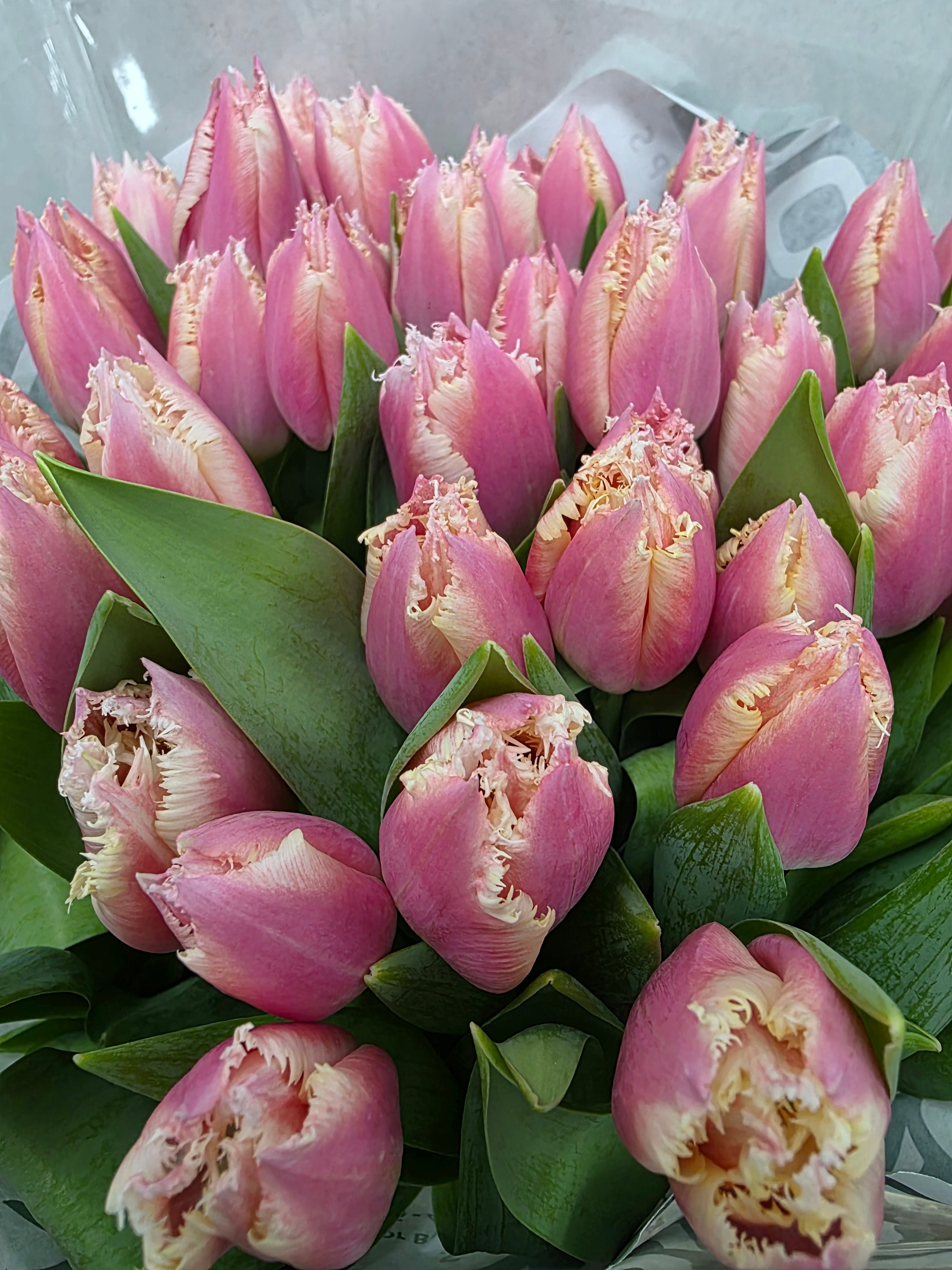 Farm Fresh Tulipa Fr Bell Song (Bunch of 50stems, Length 37cm)