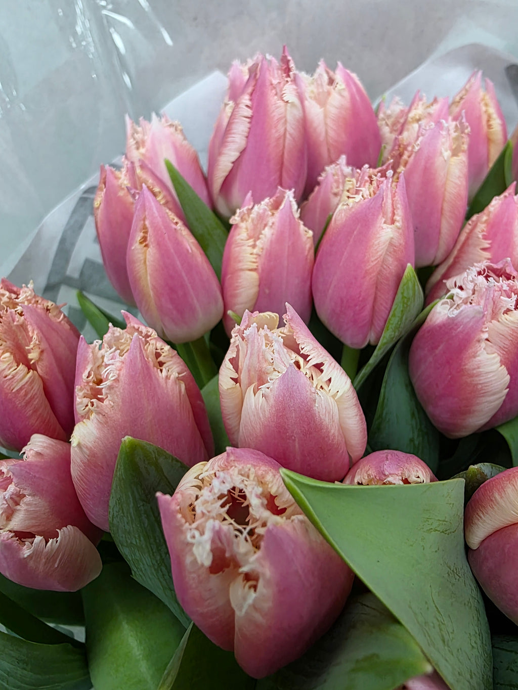 Farm Fresh Tulipa Fr Bell Song (Bunch of 50stems, Length 37cm)