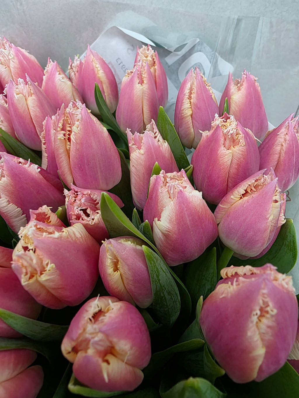 Farm Fresh Tulipa Fr Bell Song (Bunch of 50stems, Length 37cm)