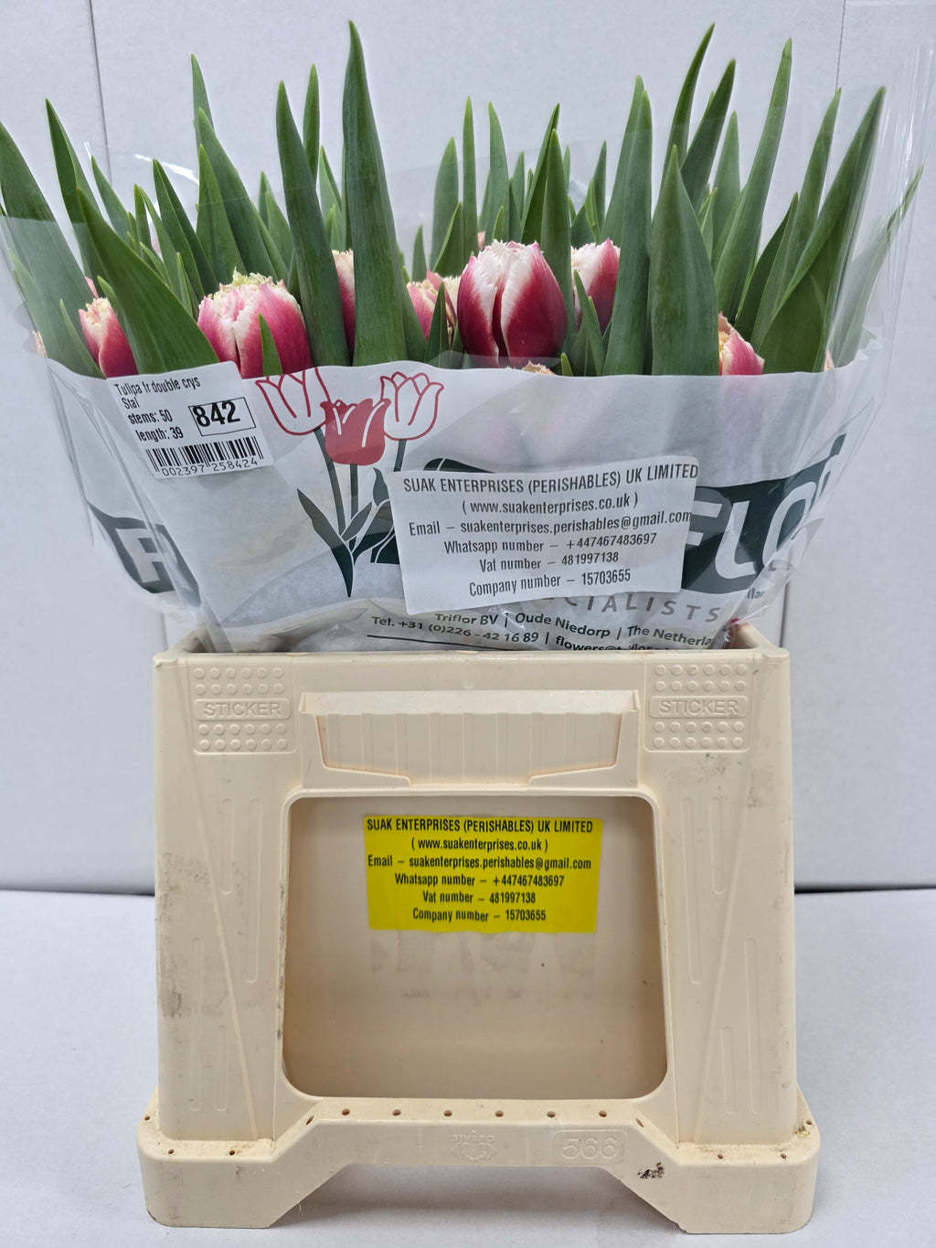 Farm Fresh Tulipa Fr Double Crystal (Bunch of 50stems, Length 39cm)