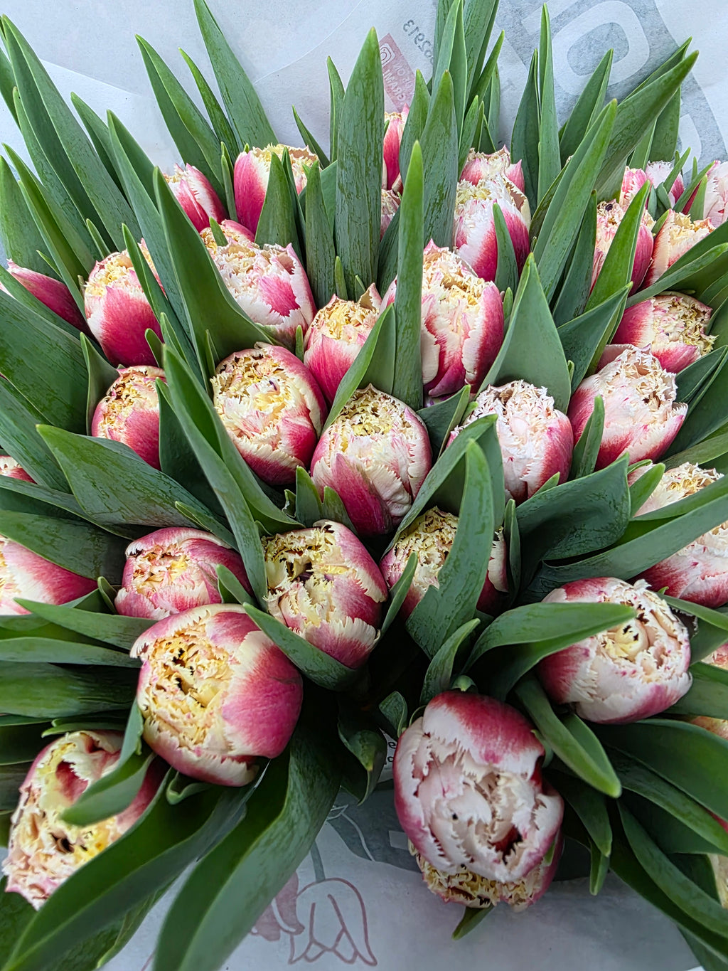 Farm Fresh Tulipa Fr Double Crystal (Bunch of 50stems, Length 39cm)