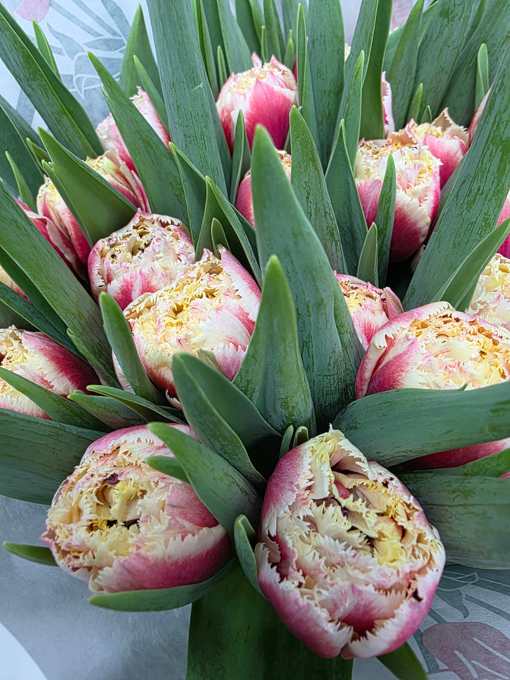 Farm Fresh Tulipa Fr Double Crystal (Bunch of 50stems, Length 39cm)