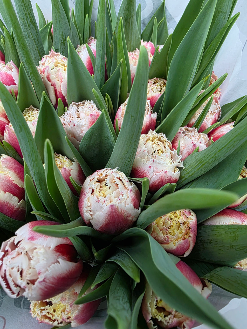 Farm Fresh Tulipa Fr Double Crystal (Bunch of 50stems, Length 39cm)
