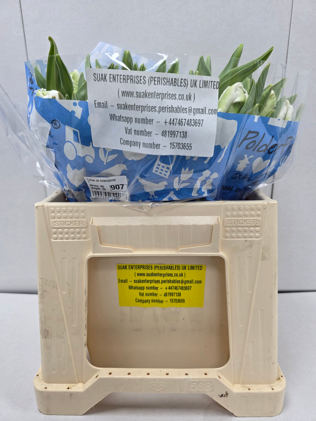 Farm Fresh Tulipa Pa Superparrot ( Bunch of 50stems, Length 35cm)