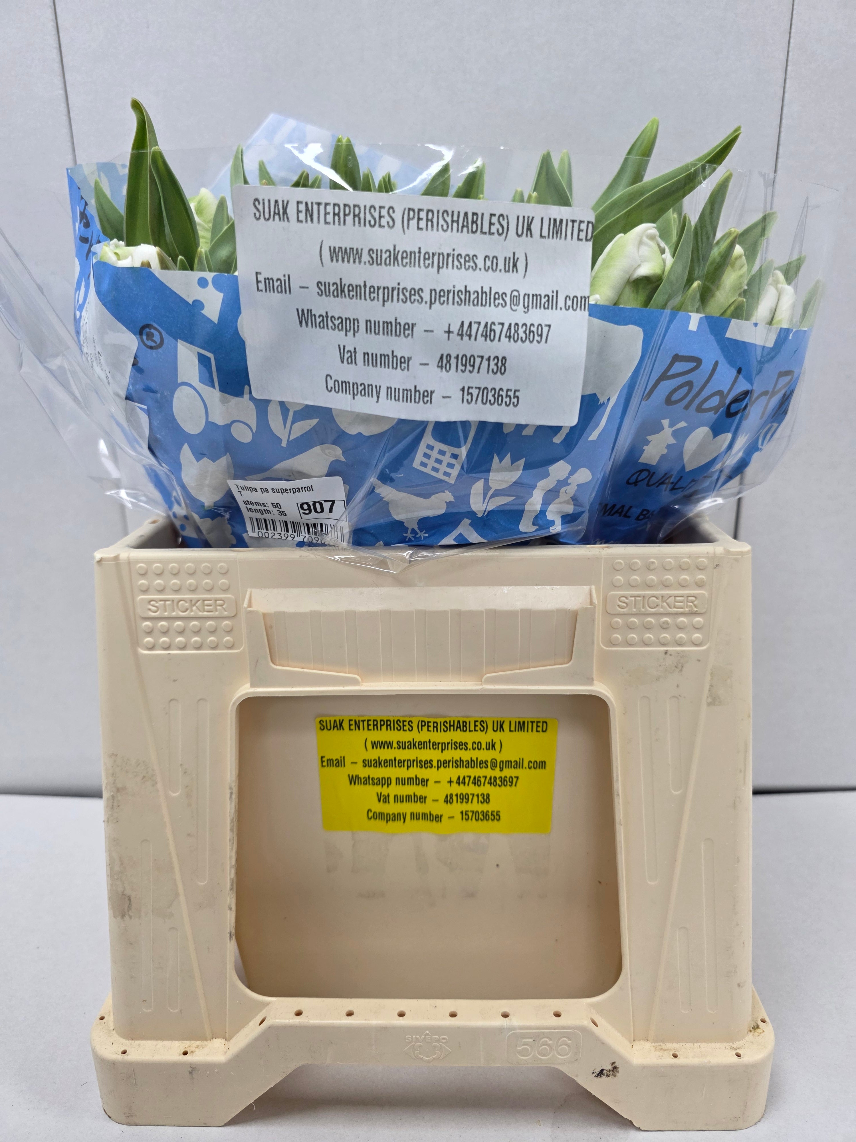 Farm Fresh Tulipa Pa Superparrot ( Bunch of 50stems, Length 35cm)